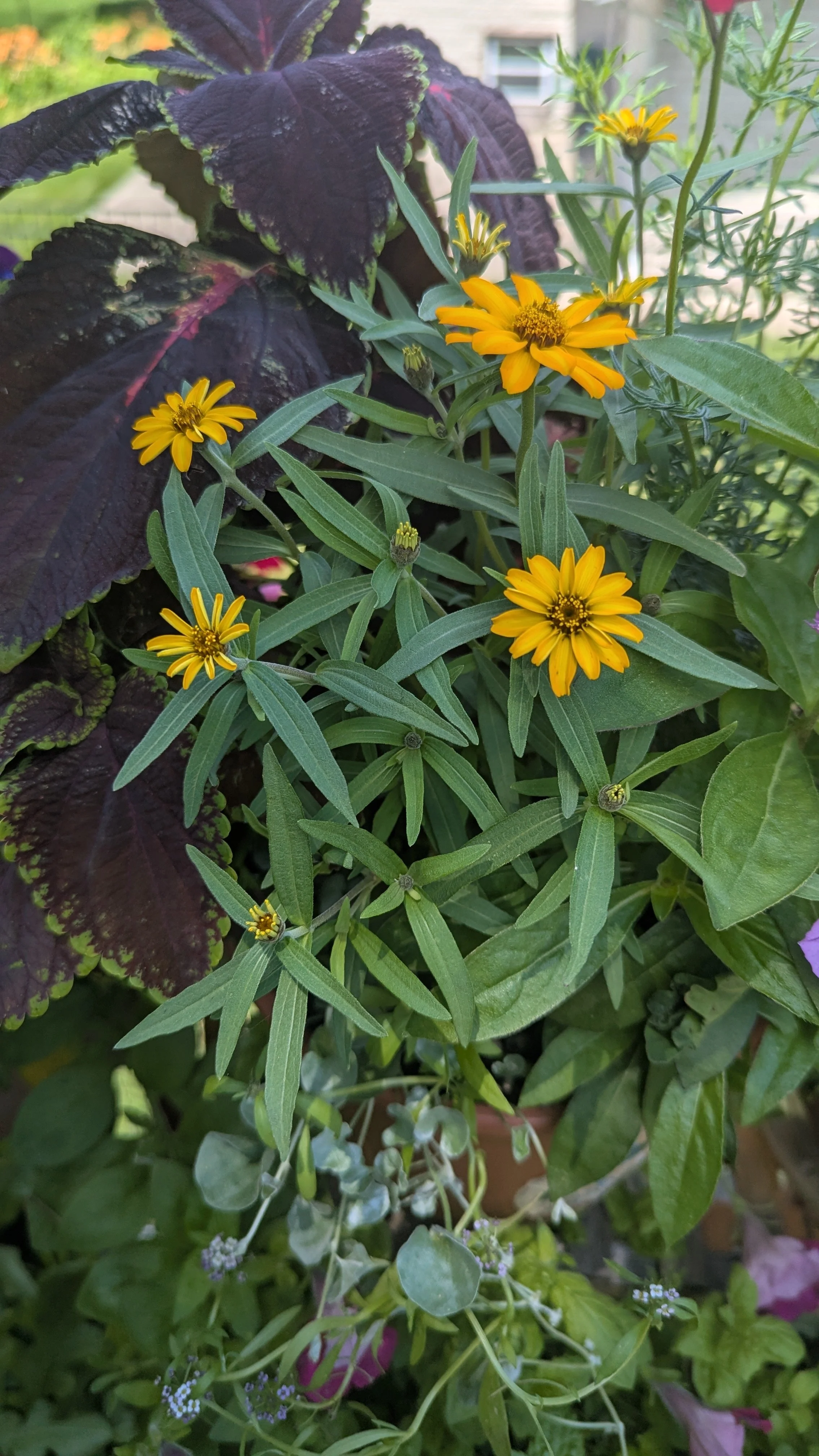 Star Gold Zinnia
