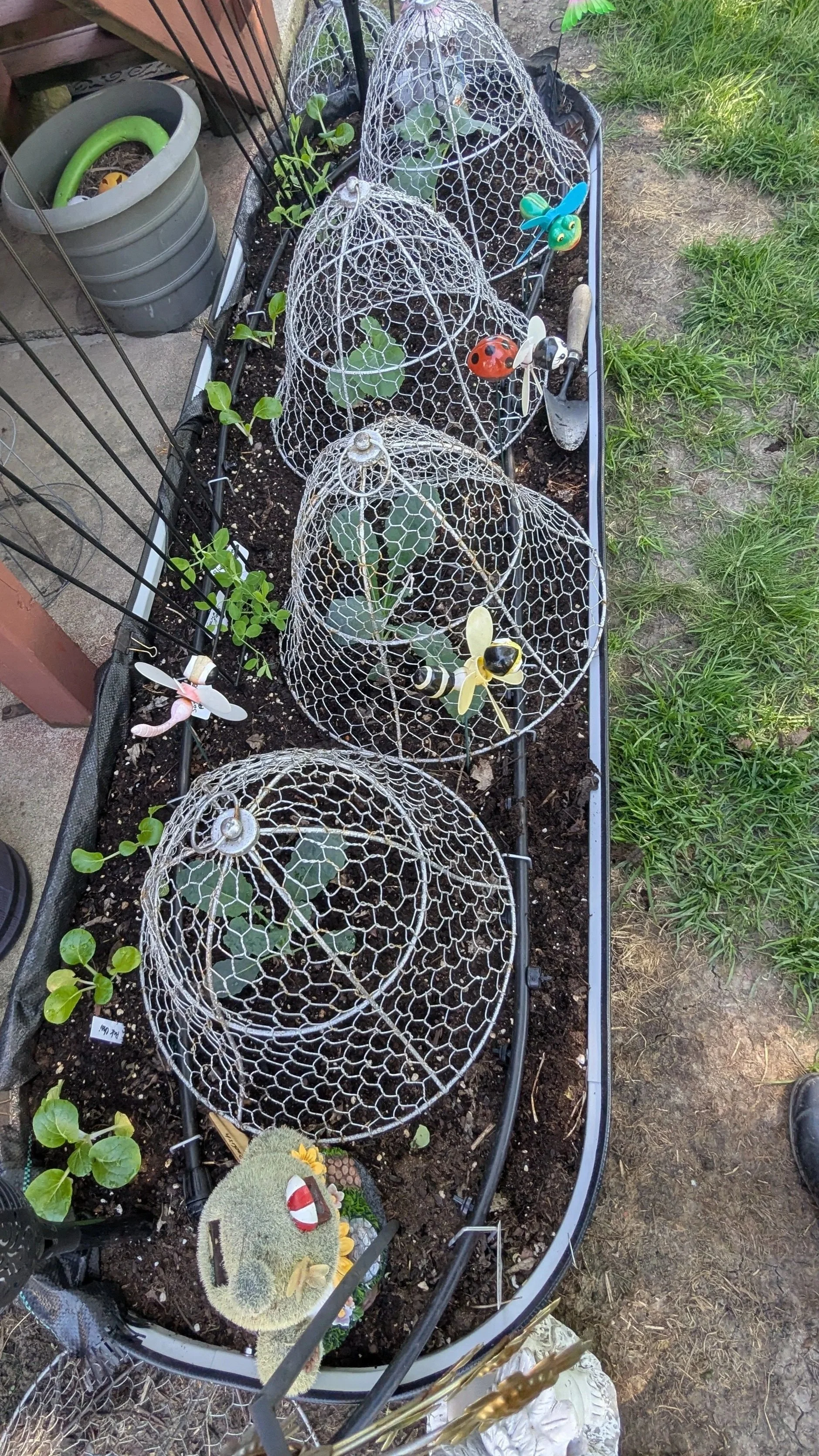 High-yield raised garden bed featuring intercropped brassicas and root vegetables with vertical trellis support for sugar snap peas and pole beans in a morning sun location.