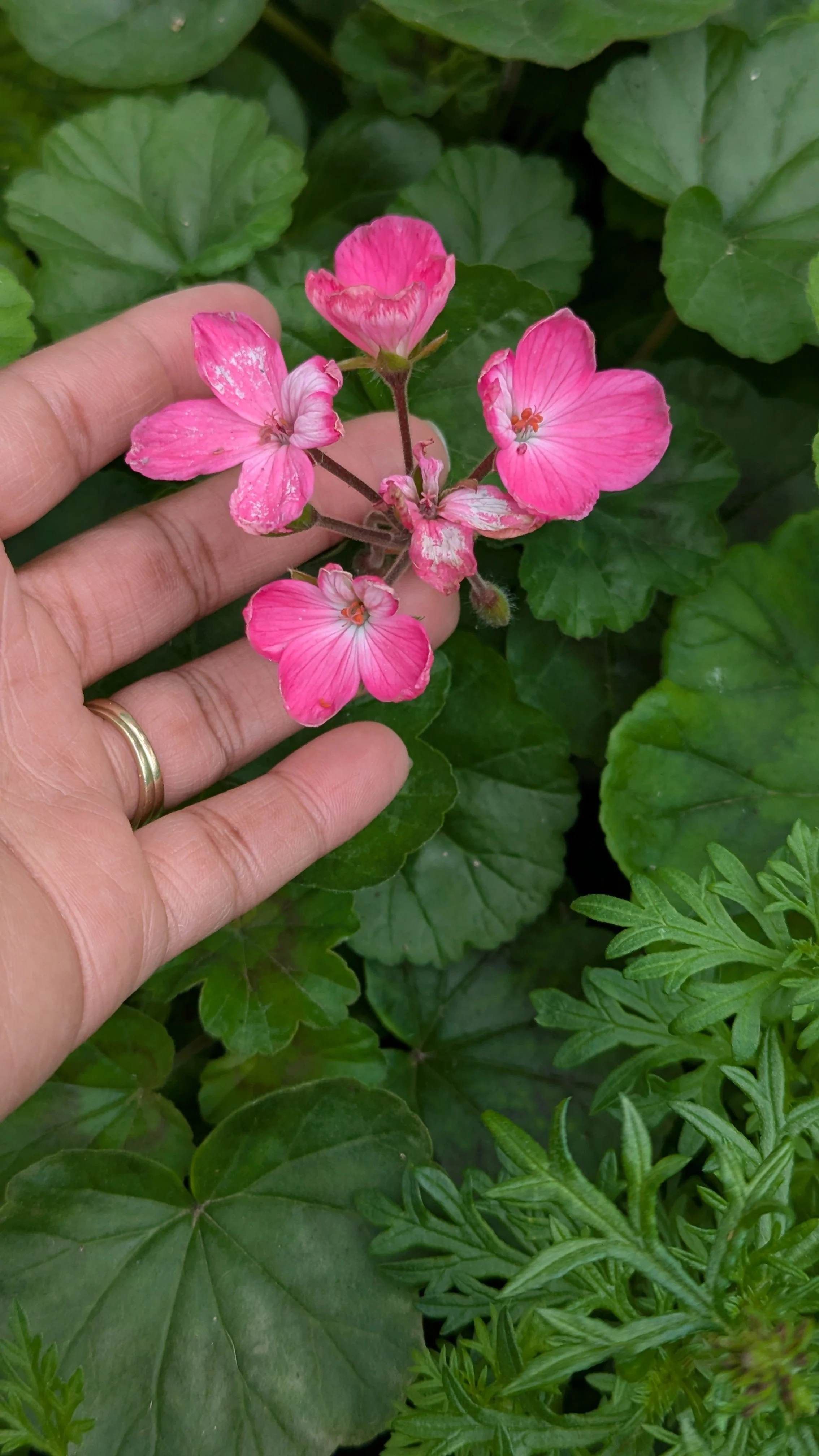 Pink geranium flower plants growing in a small space garden.