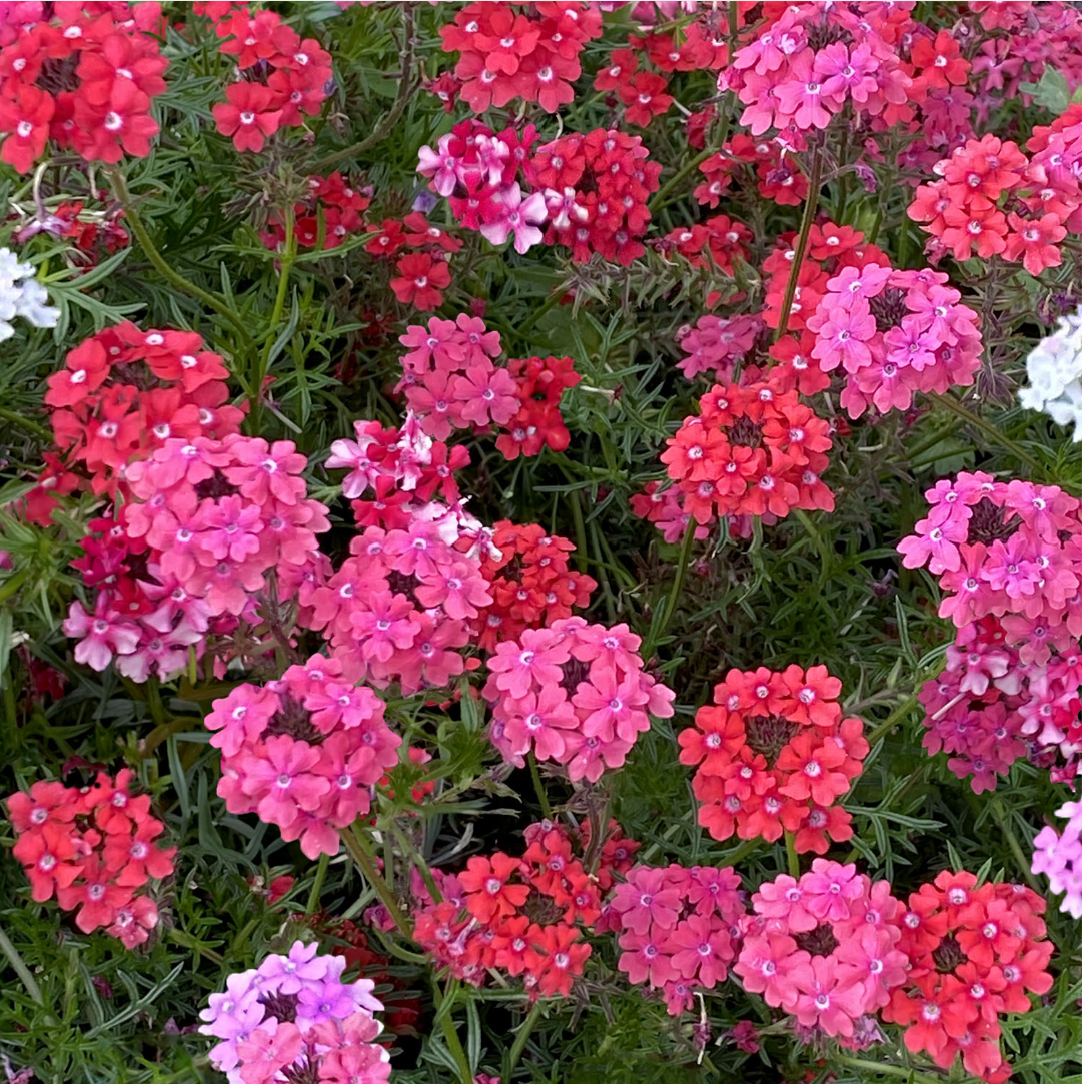 Verbena: Don't let those dainty flower heads fool you—Verbena is a sun-loving powerhouse. These clusters of star-shaped blooms are the secret weapon for any container or small-space garden. It’s heat-tolerant, drought-resistant, and a magnet for ever