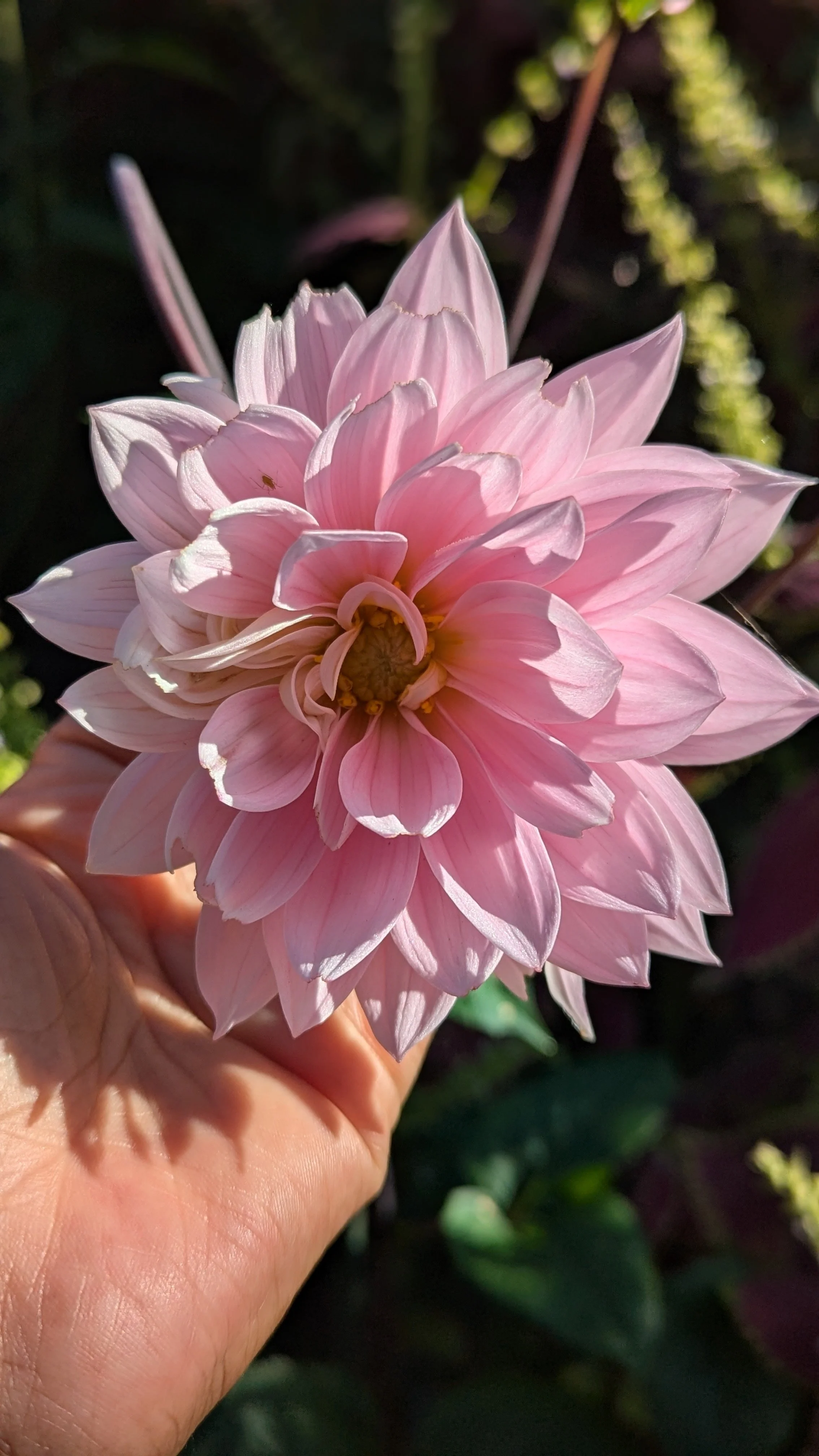 Karma (Compact Dahlia Variety)
