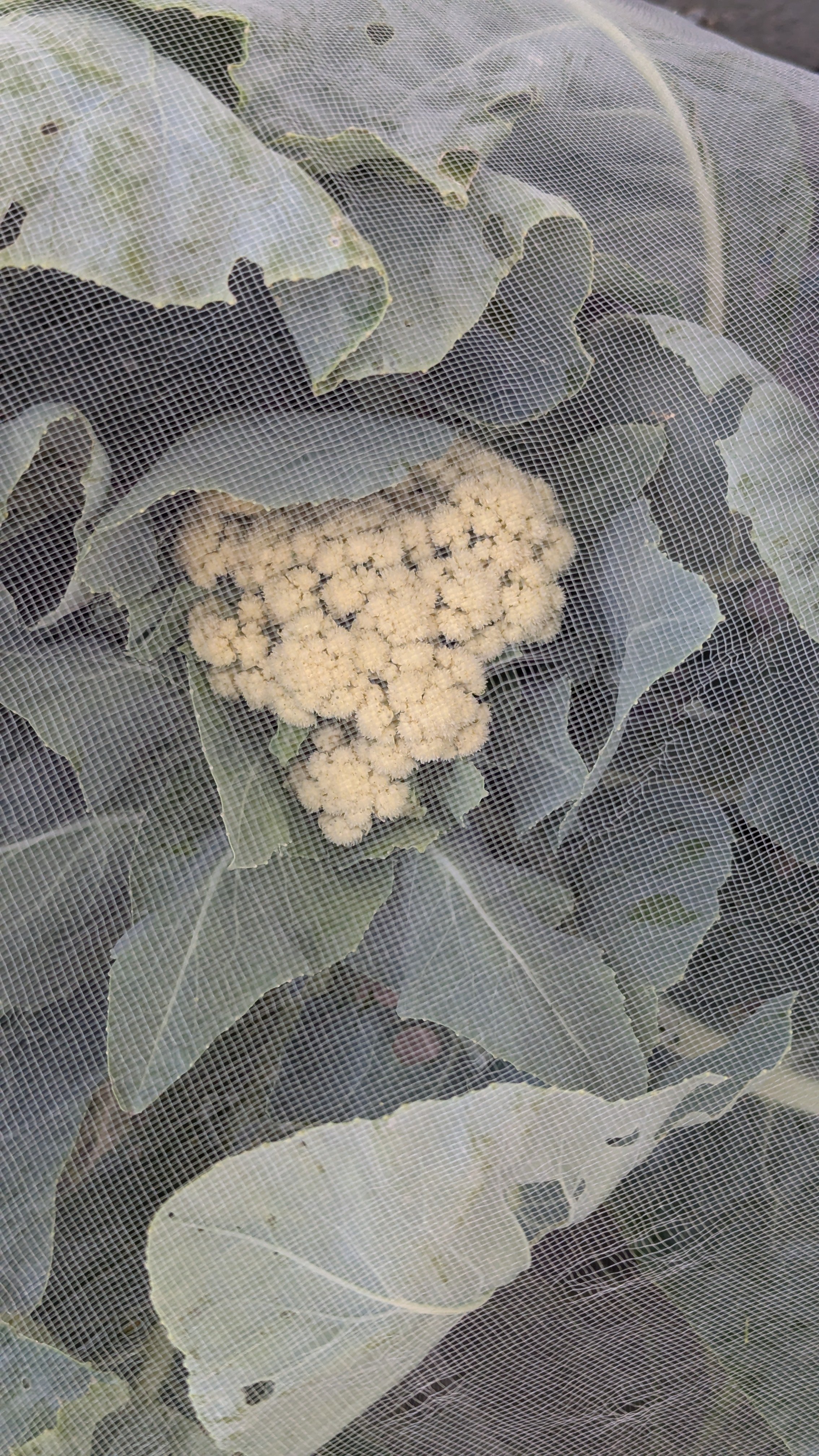 Cauliflower