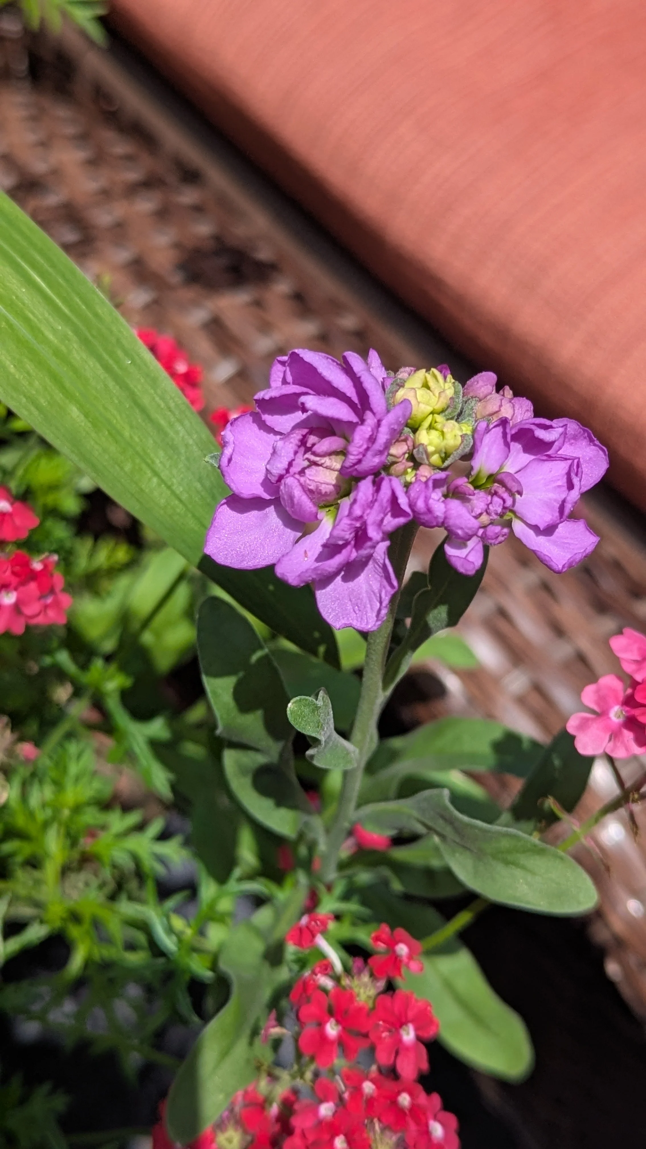 Blue Lavender Stock