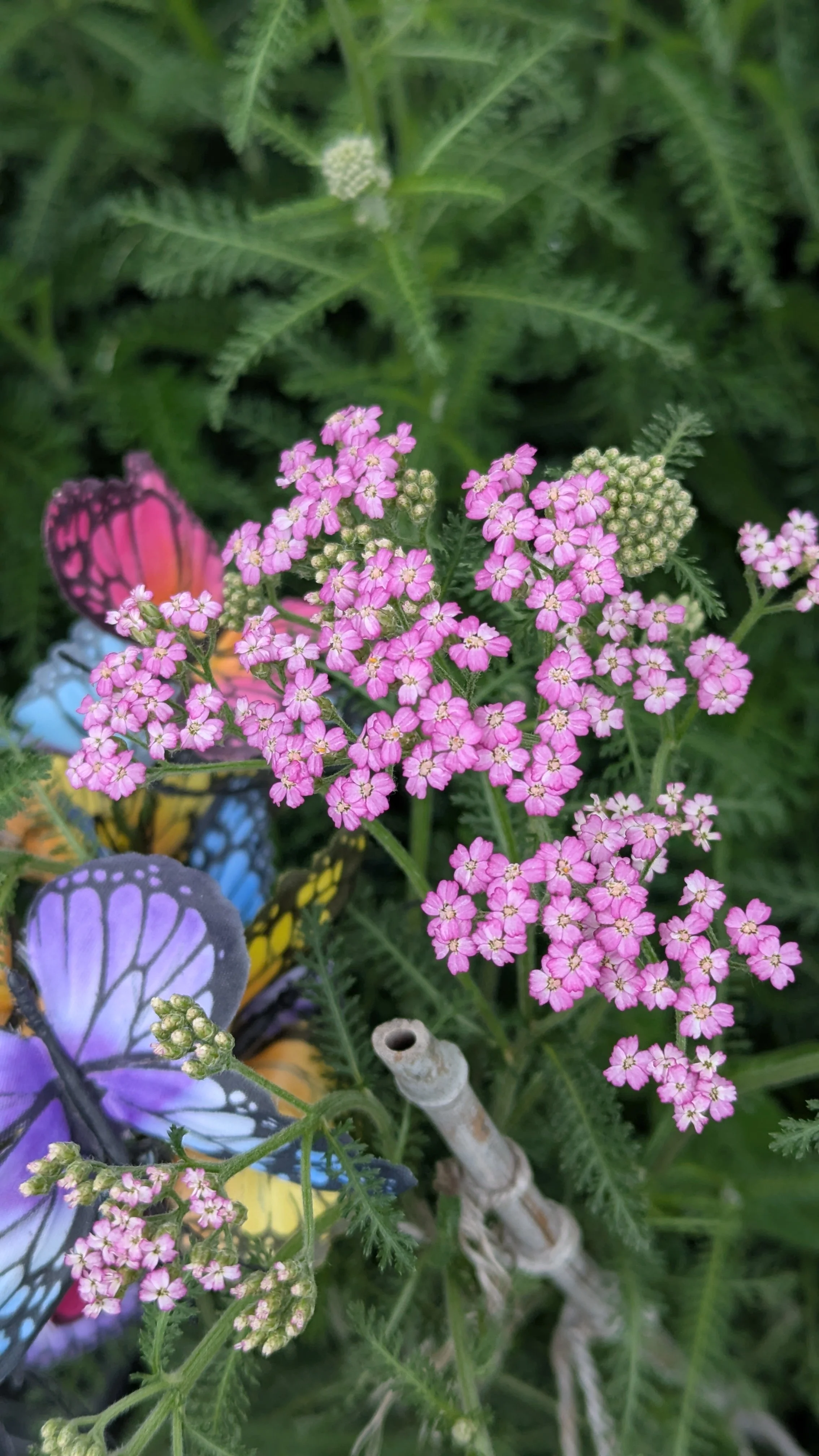 Yarrow Flowers
