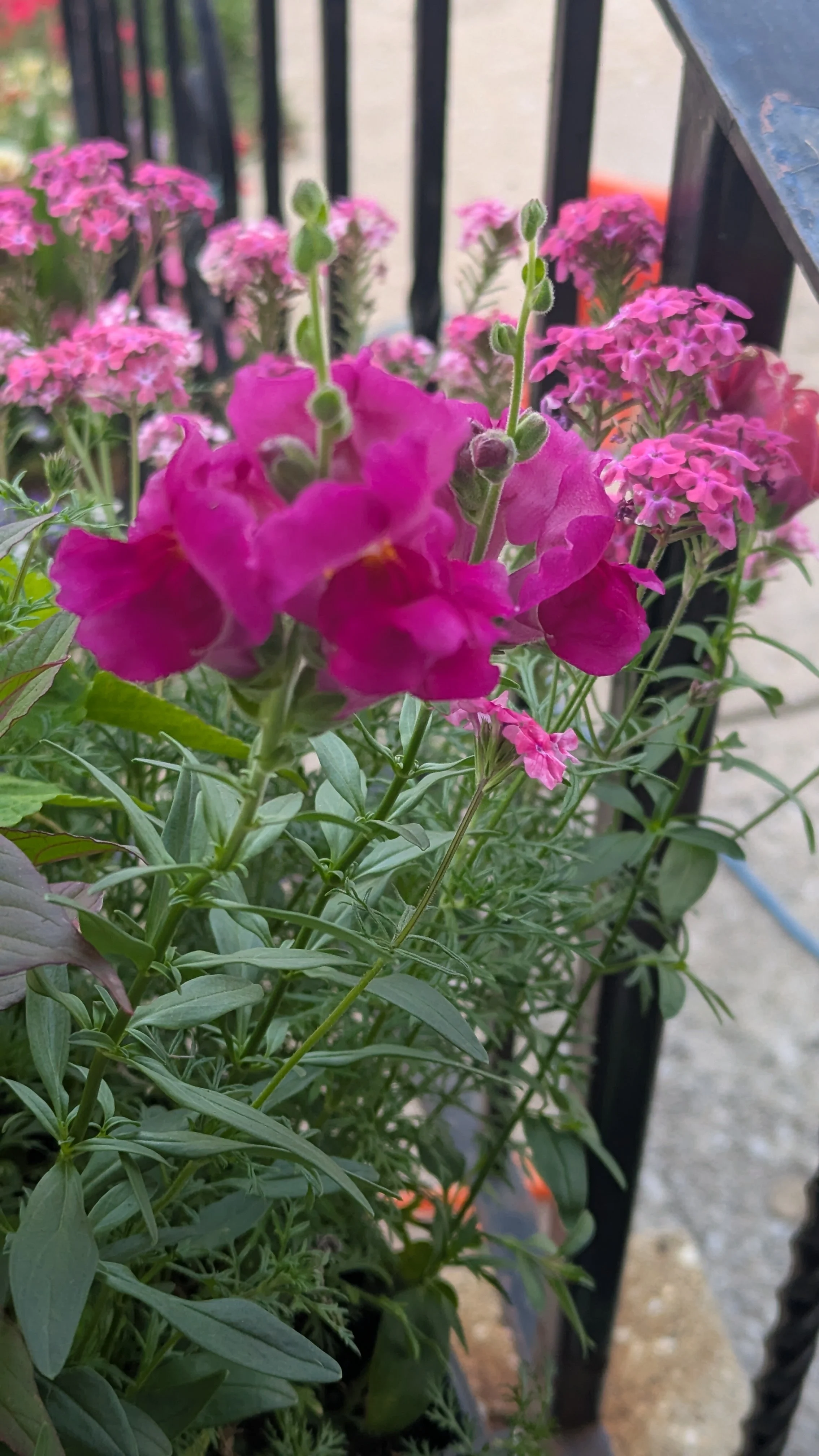 Snapdragons