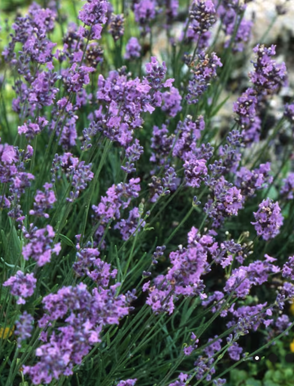 Lavender: February is the month for the patient gardener! 🧘‍♂️ Lavender seeds are hitting the trays this month. They take their time to germinate, but that heavenly scent and those dreamy purple blooms are well worth the wait. Whether you’re using i
