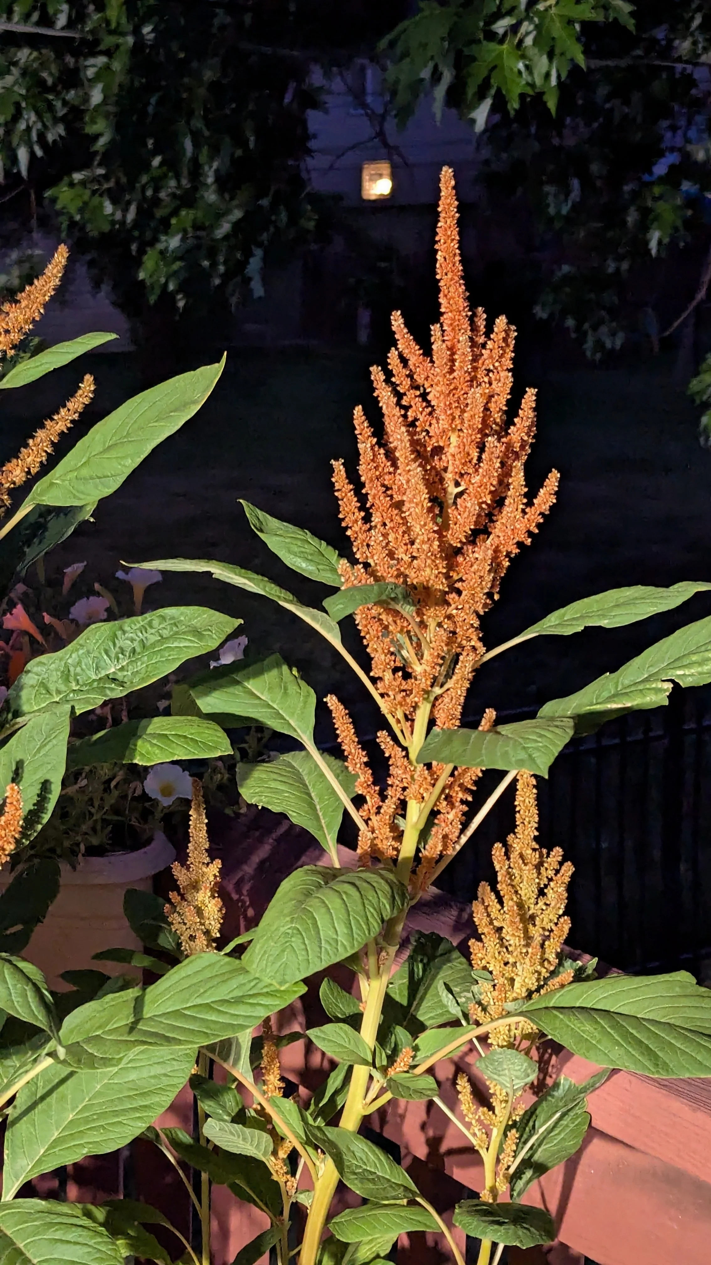 Amaranth: If you want to add a touch of the exotic to your landscape, Amaranth is the answer. These plants are the 'skyscrapers' of the summer garden, producing long, trailing tassels or upright plumes in deep burgundies, bronzes, and greens. I'm sow