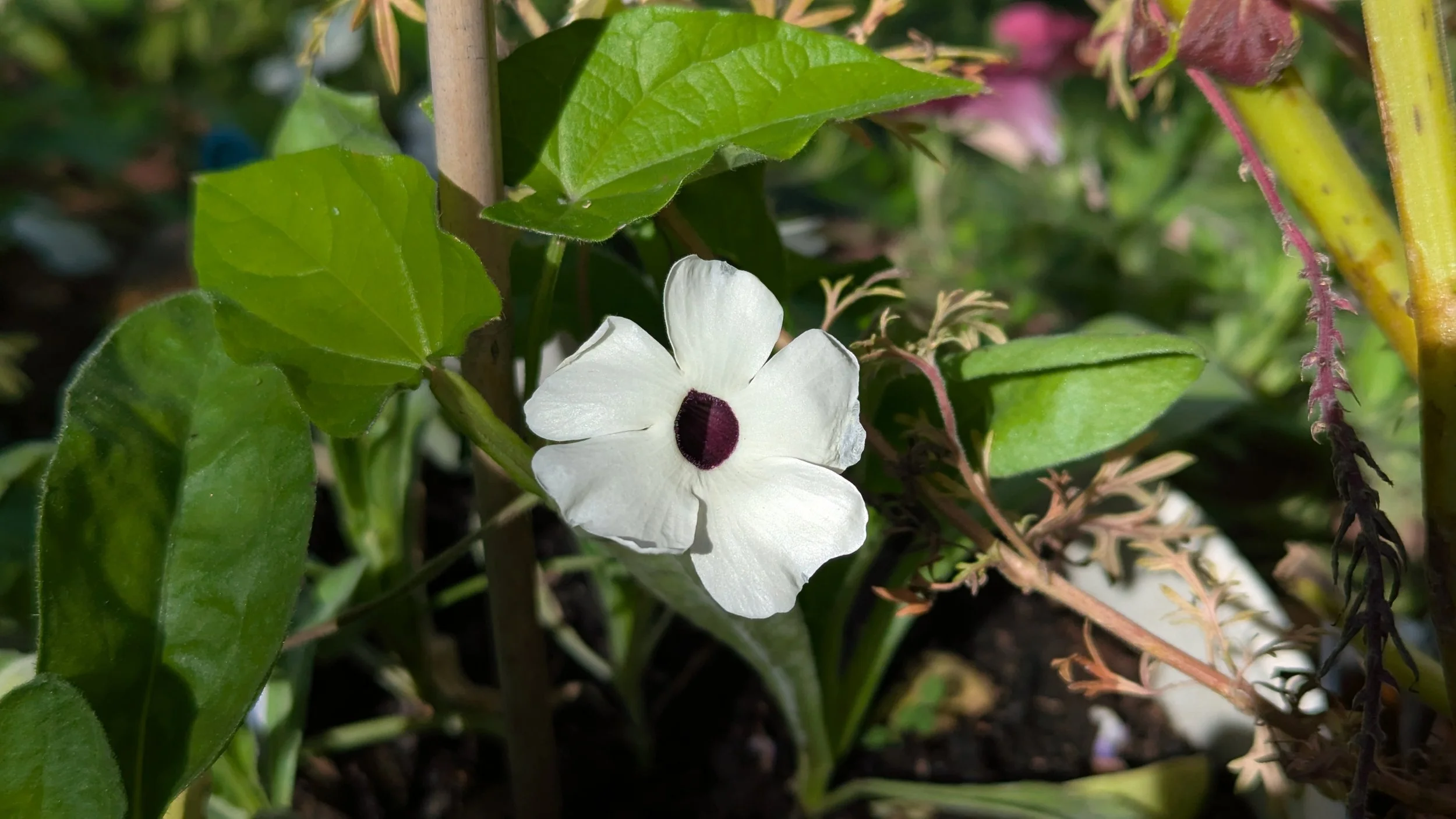 White Black Eyed Susan Bloom