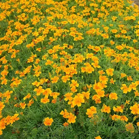 Lemon & Tangerine Marigolds: I'm adding a splash of citrus to the March seed trays! Lemon and Tangerine marigolds are officially in the mix. These fast-growing favorites are heat-tolerant, pollinator-friendly, and offer a non-stop show of color from 