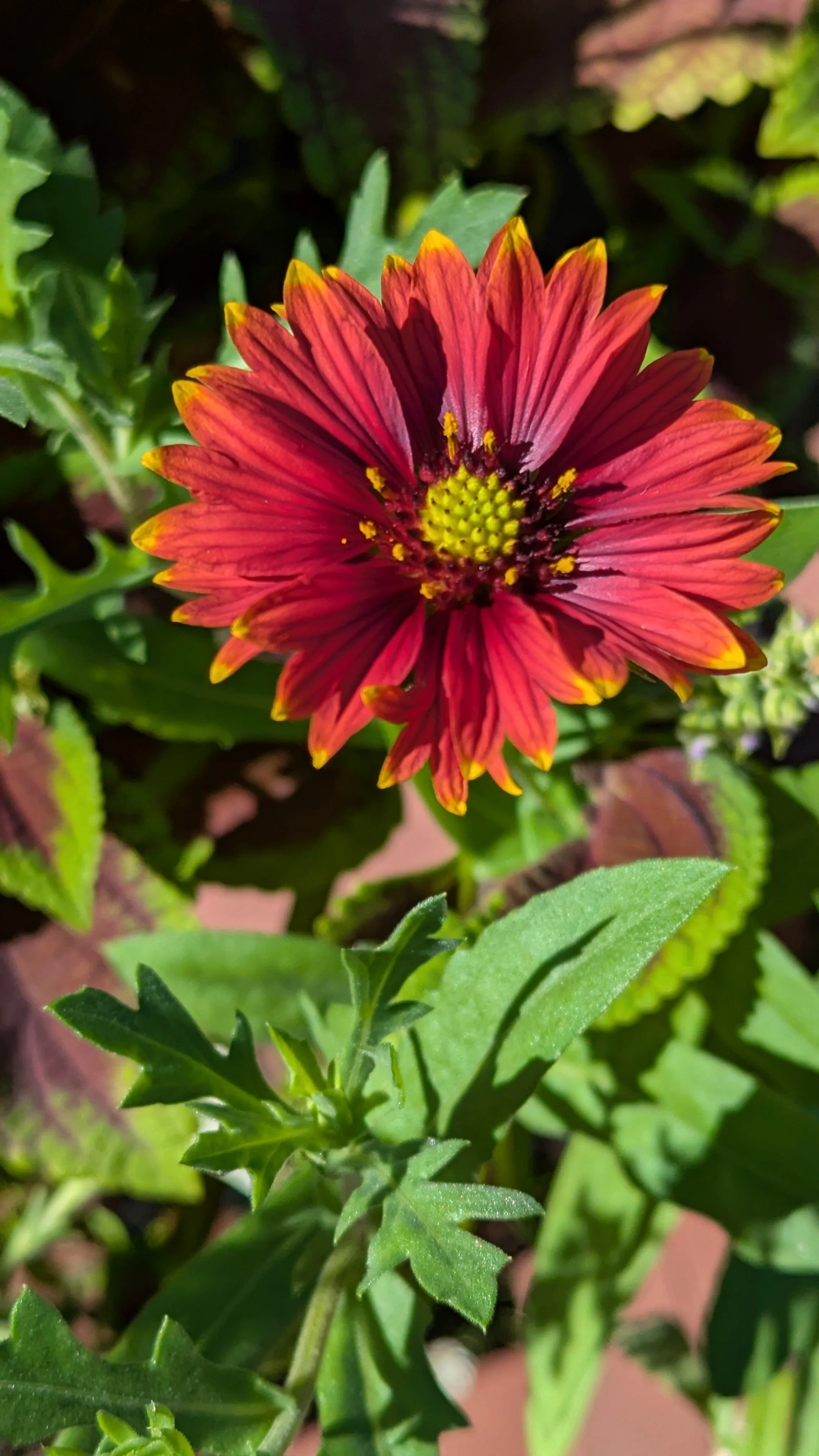 Blanket Flower