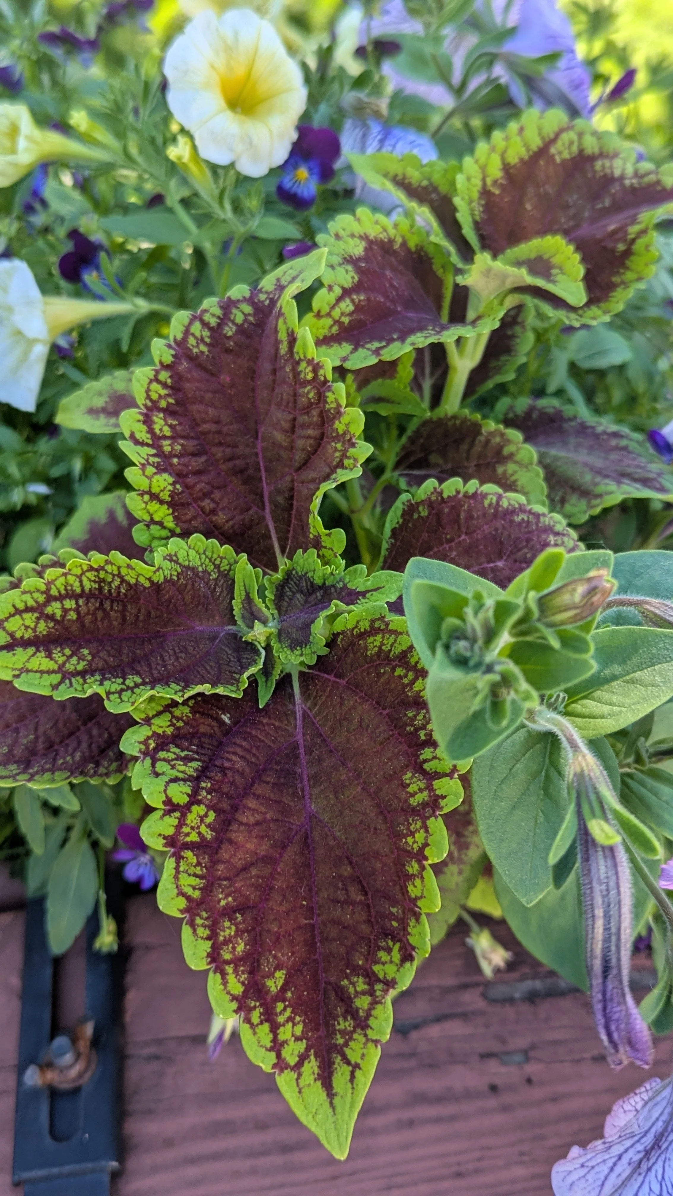 Coleus