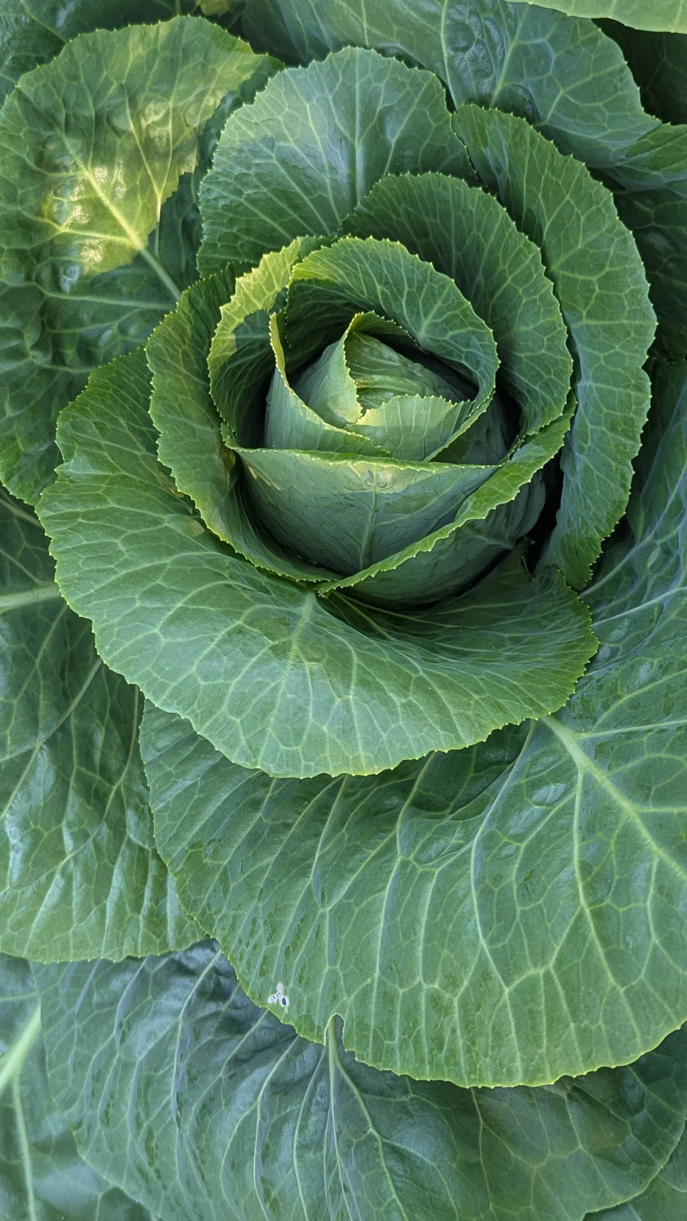 Jersey Wakefield Cabbage