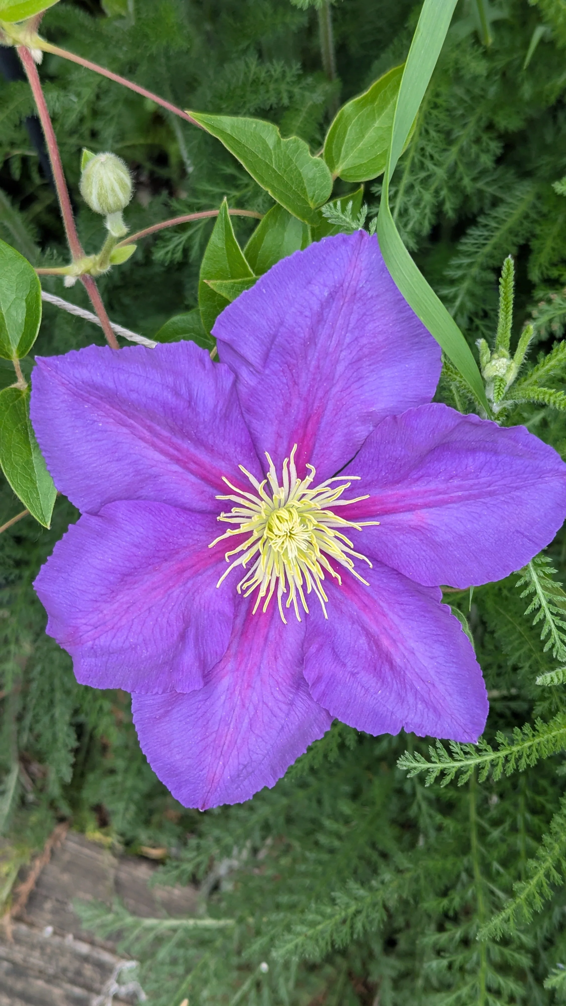 Clematis