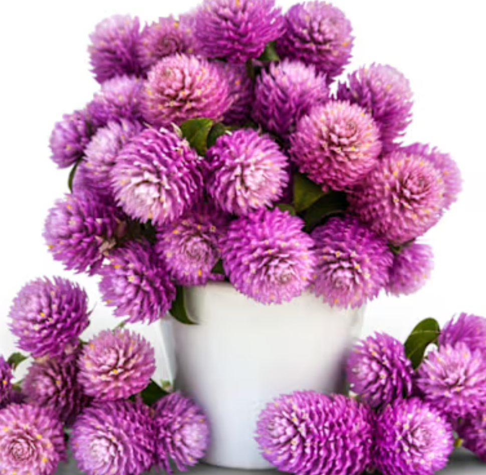 Gomphrena: If you want a flower that stays vibrant long after the first frost, Gomphrena is a must-have. These papery, globe-shaped blooms are famous for their 'everlasting' quality—they hold their intense purples, pinks, and oranges perfectly when d