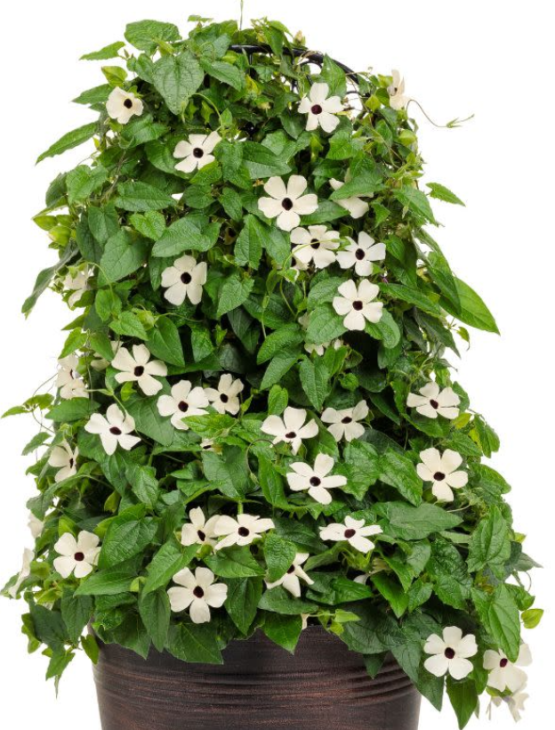 Black Eyed Susan Vine: While many people think of Black-Eyed Susan Vine as just a climber, it is actually one of the most spectacular 'spillers' for large hanging baskets. Imagine a 4-foot cascade of green foliage and bright blossoms swaying in the s