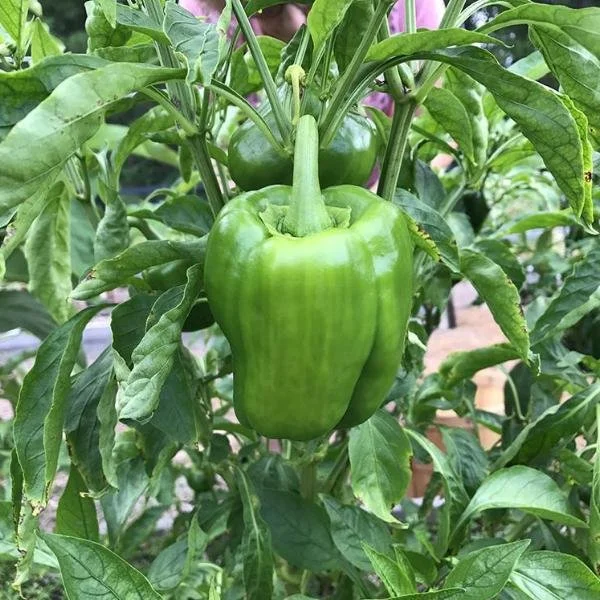 California Wonder Bell Pepper (75-85 Days to Maturity)