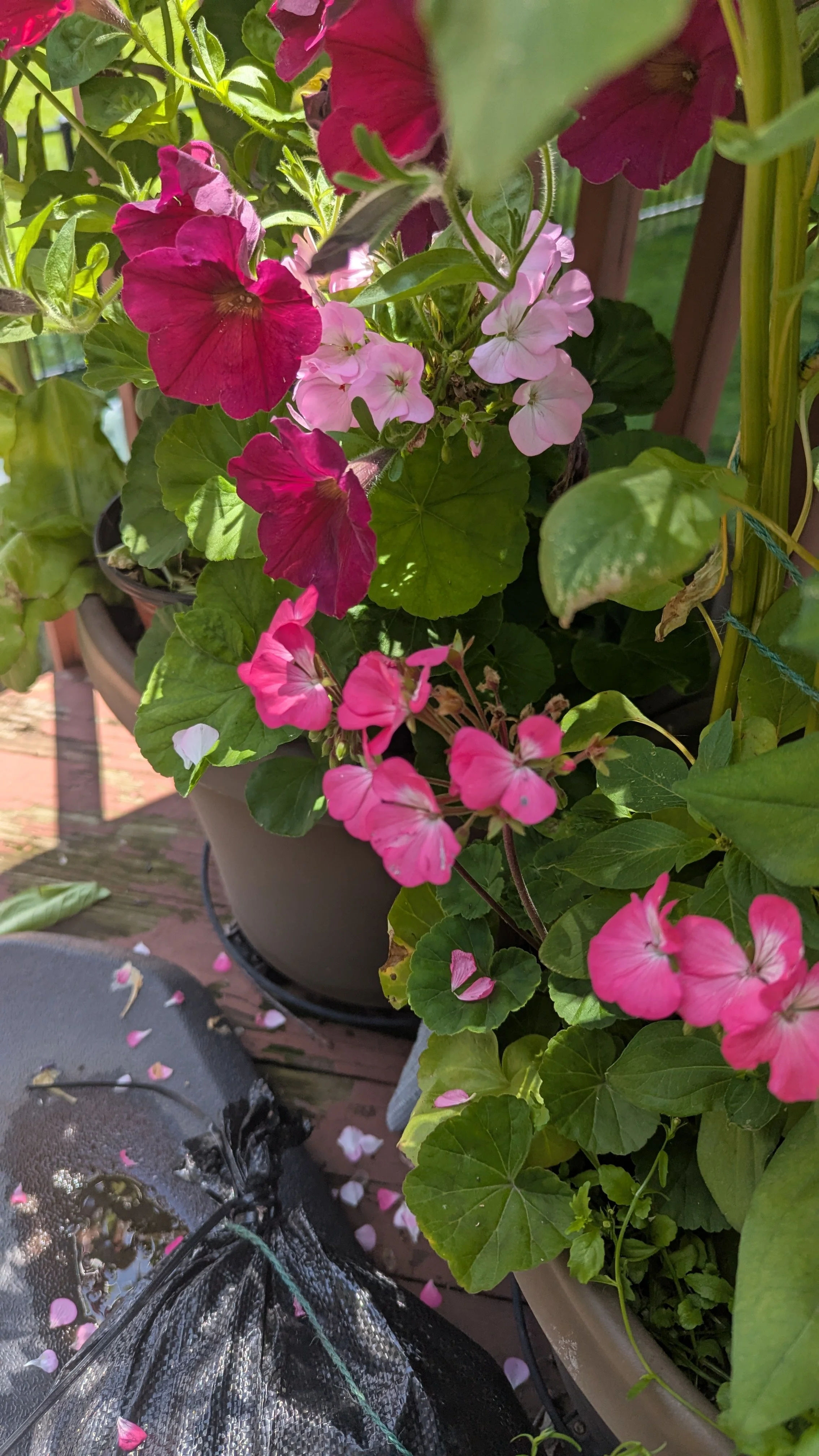 Geraniums (Pink Rose & Lavender)