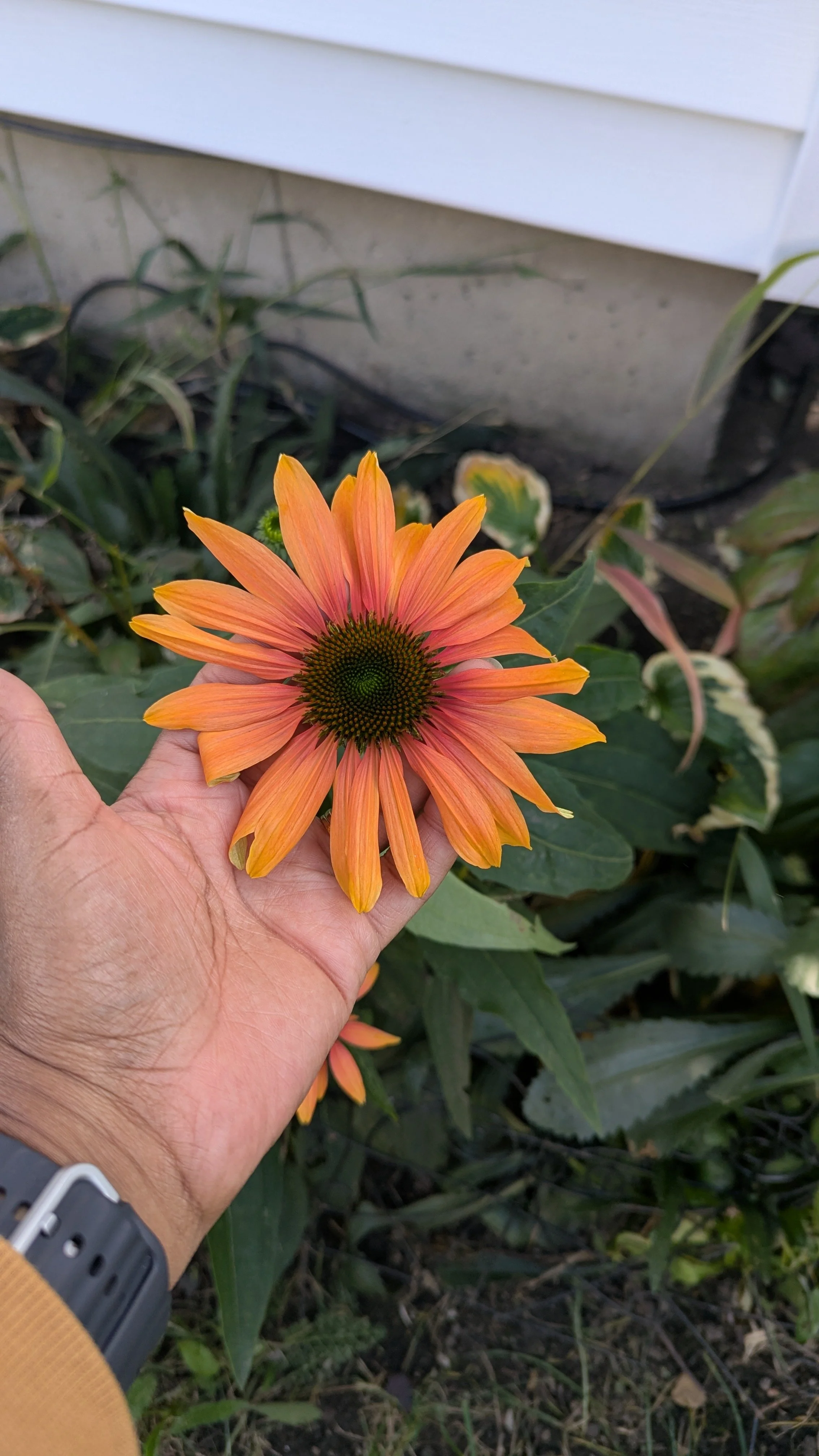 Coneflower
