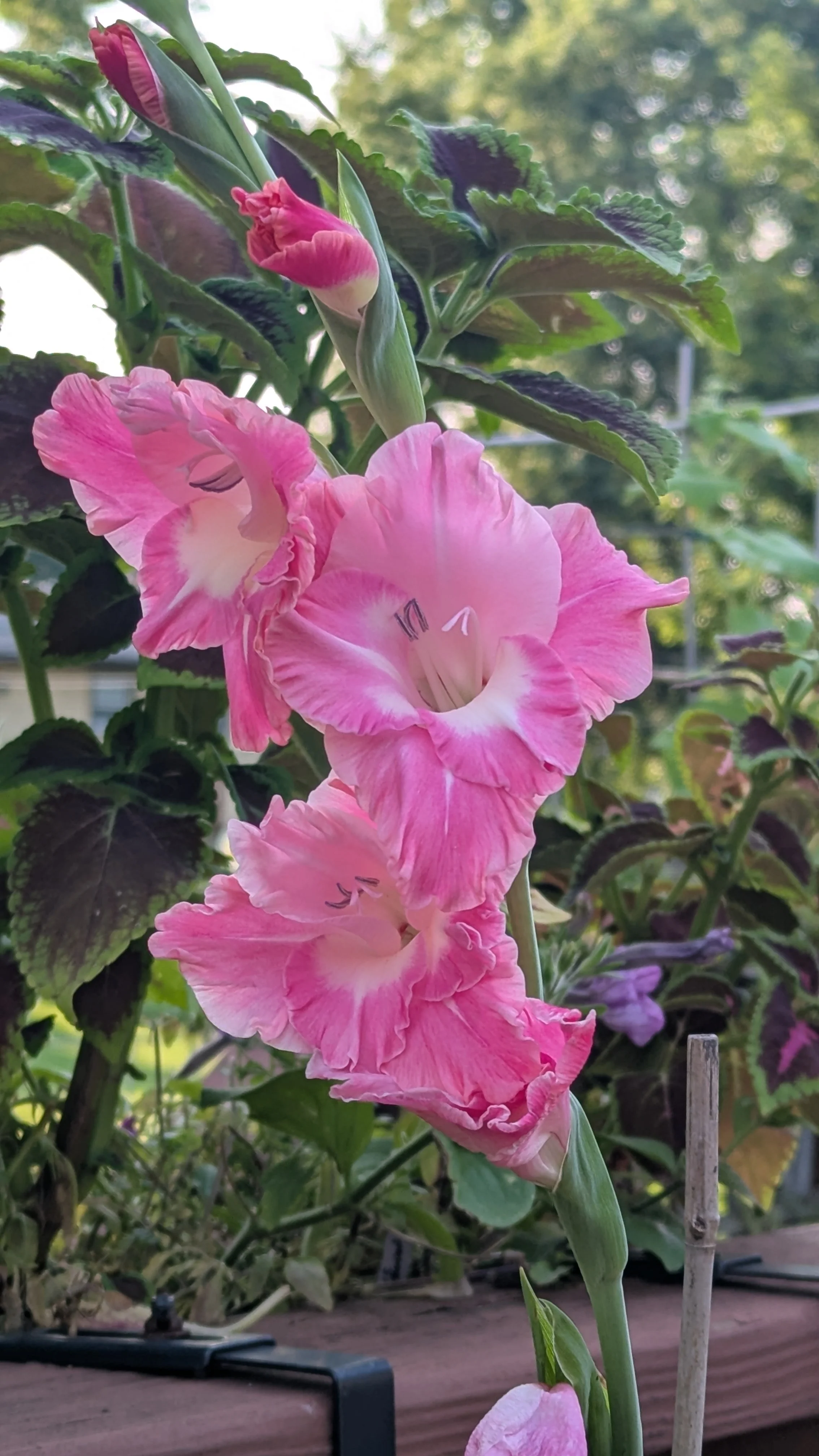 Pink Parrot Gladiolus