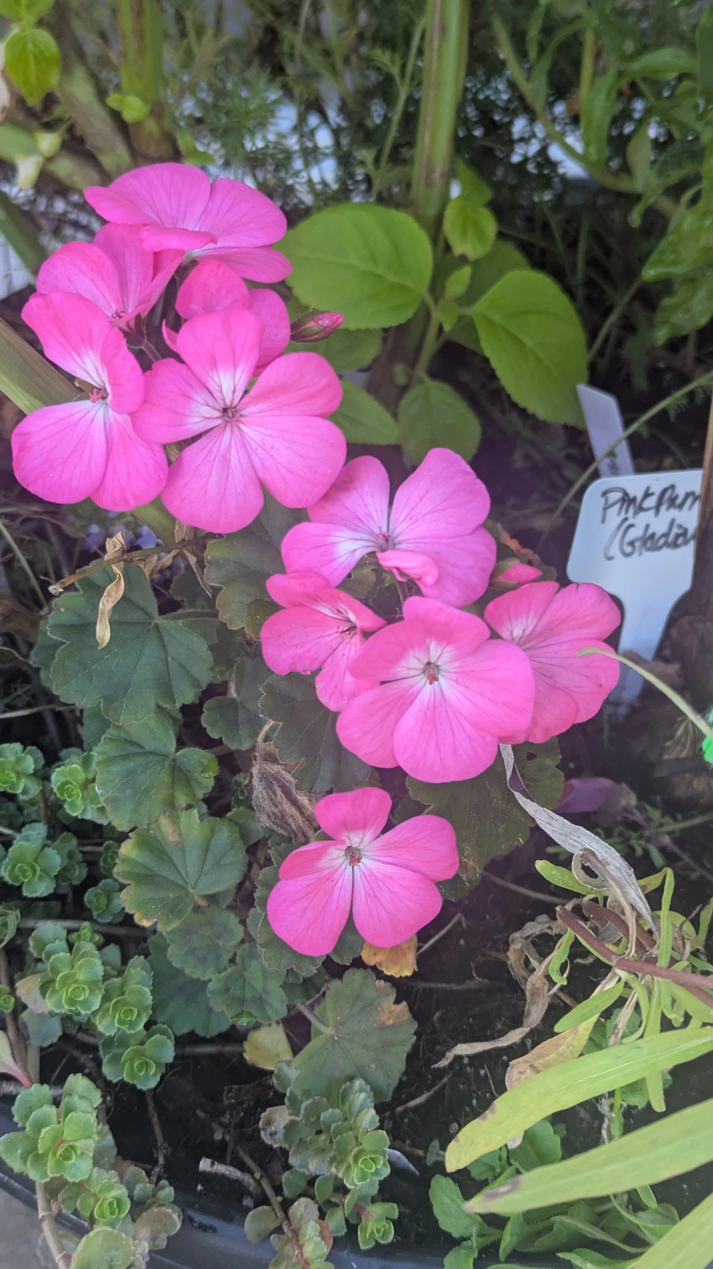 Nano Geraniums