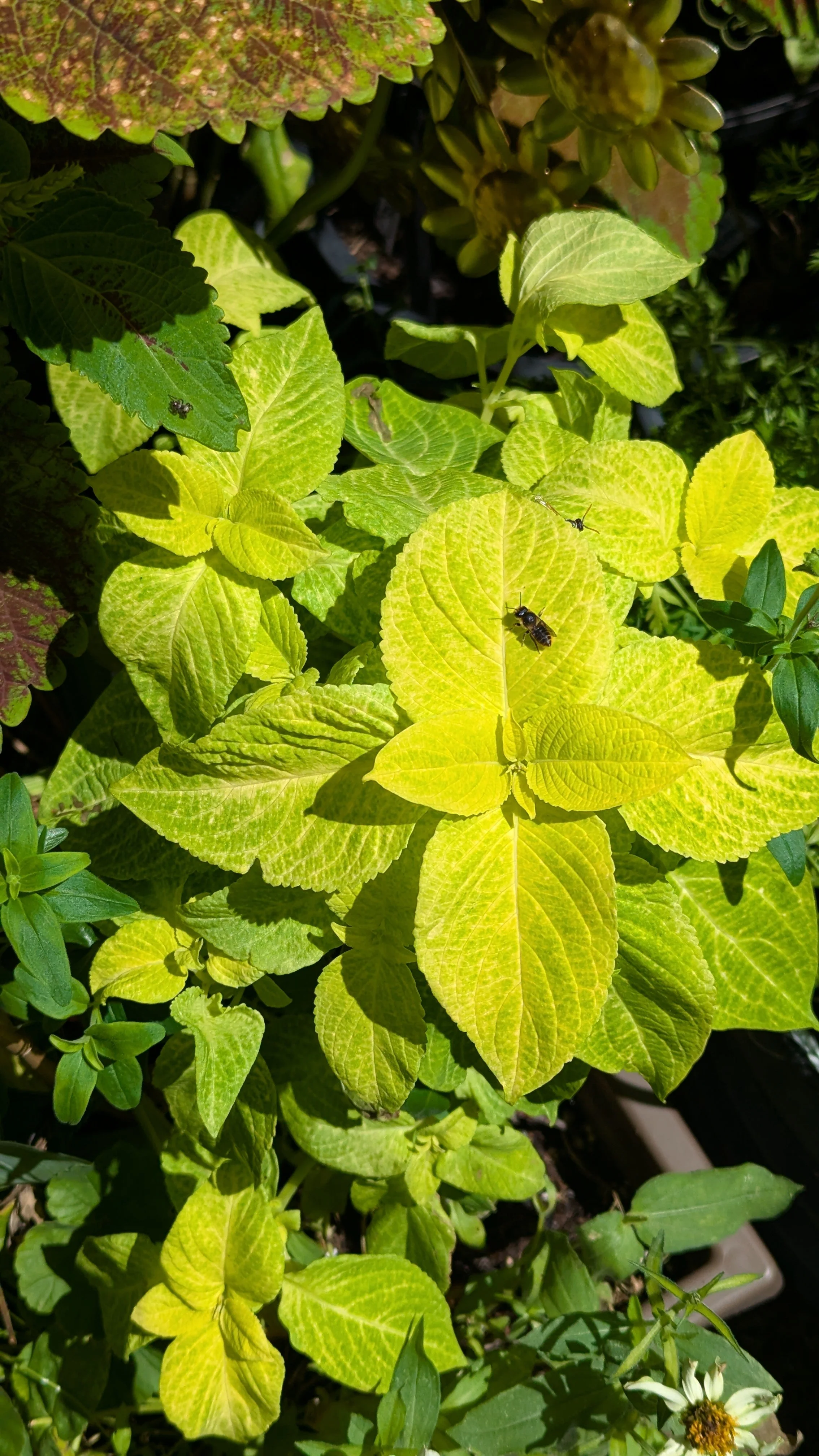 Golden Wizard Coleus