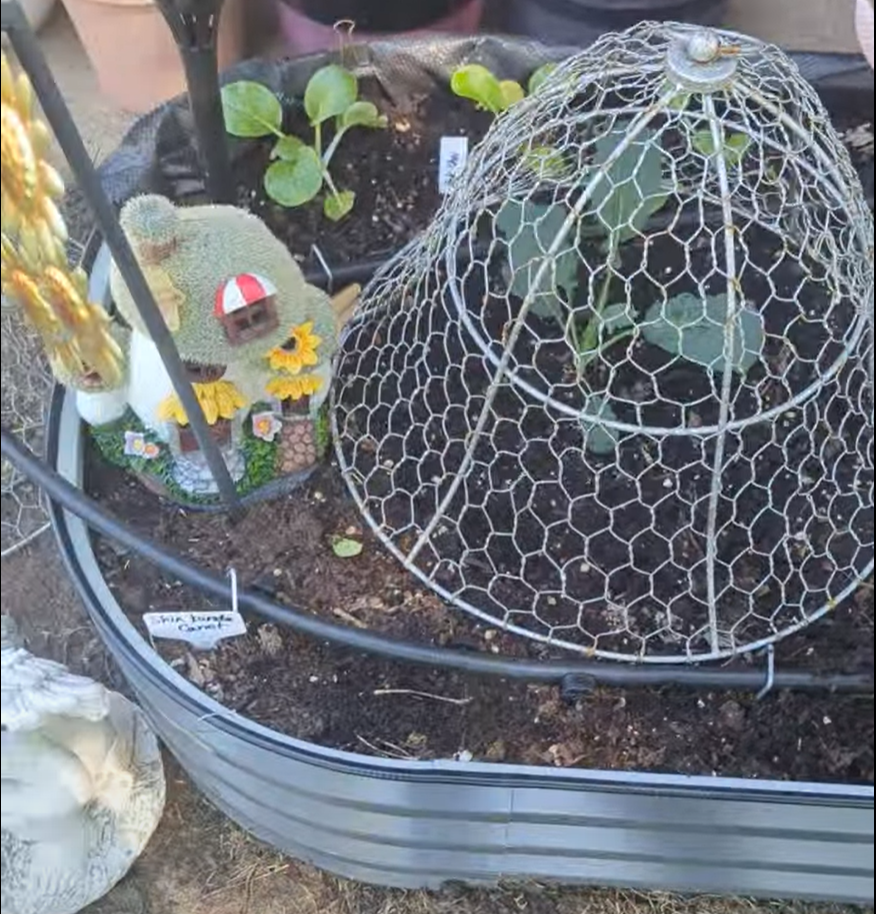 Intercropping radishes with brassicas in a raised bed to maximize garden space and increase yield.