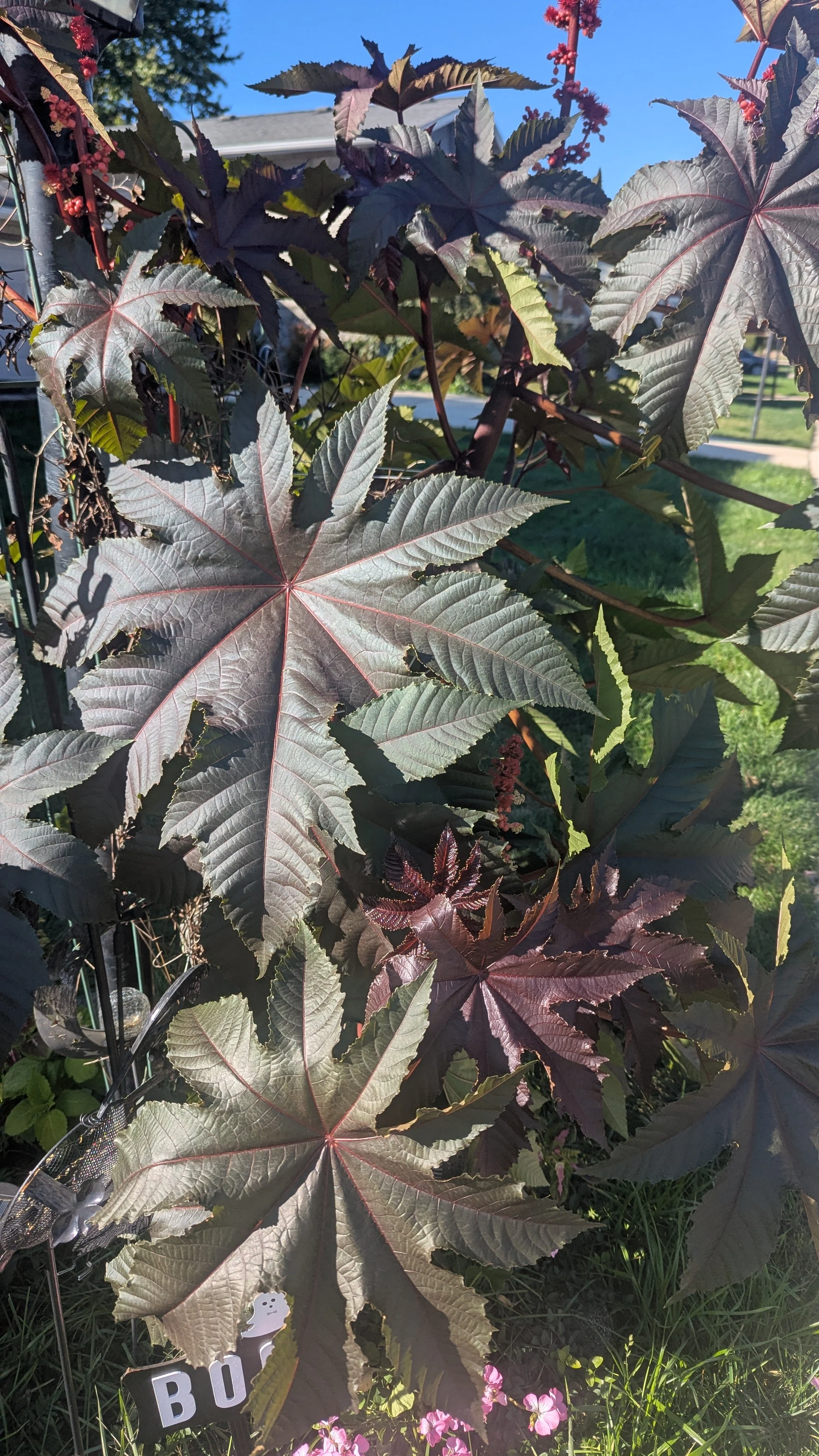 Castor Bean Plant (foliage)