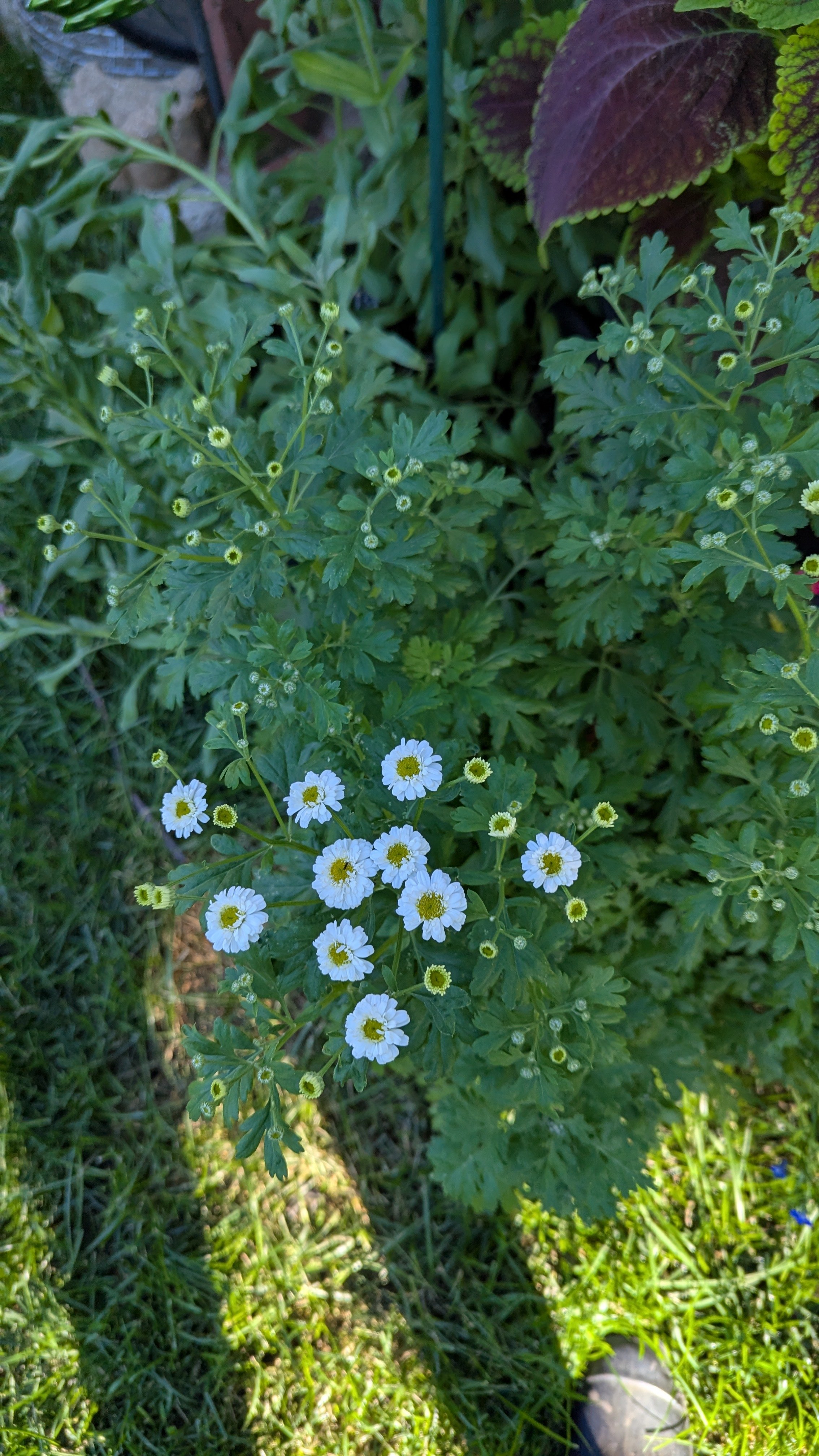 Feverfew (Tetra White)