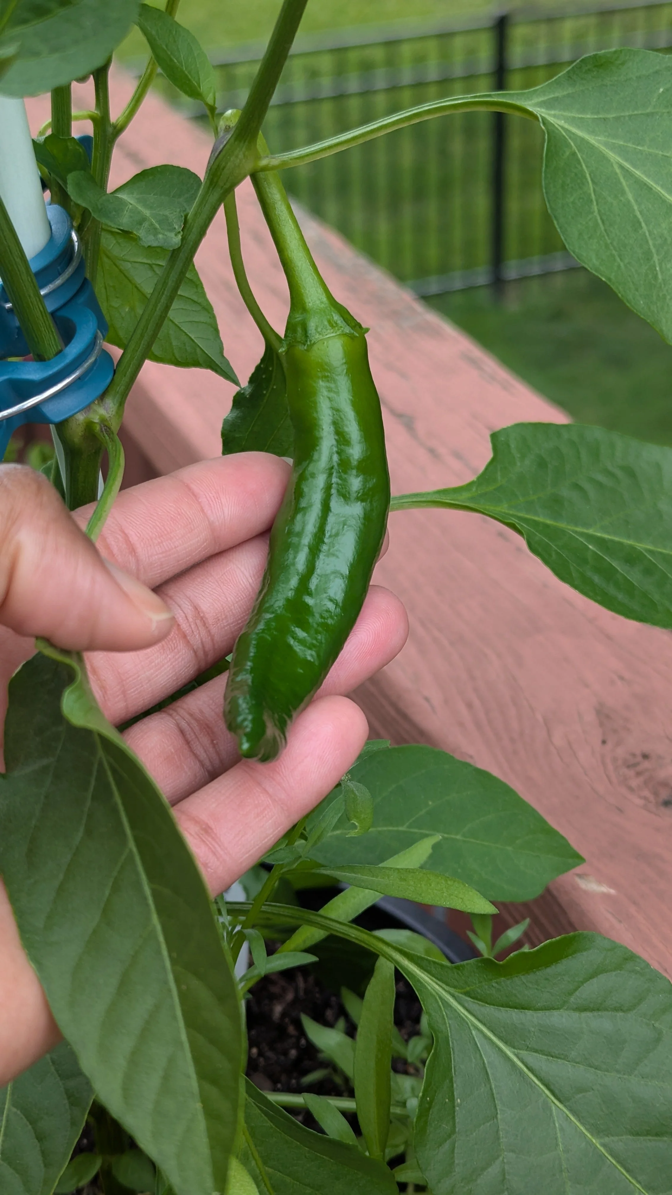 Pot-a-peno (Jalapeno) Peppers