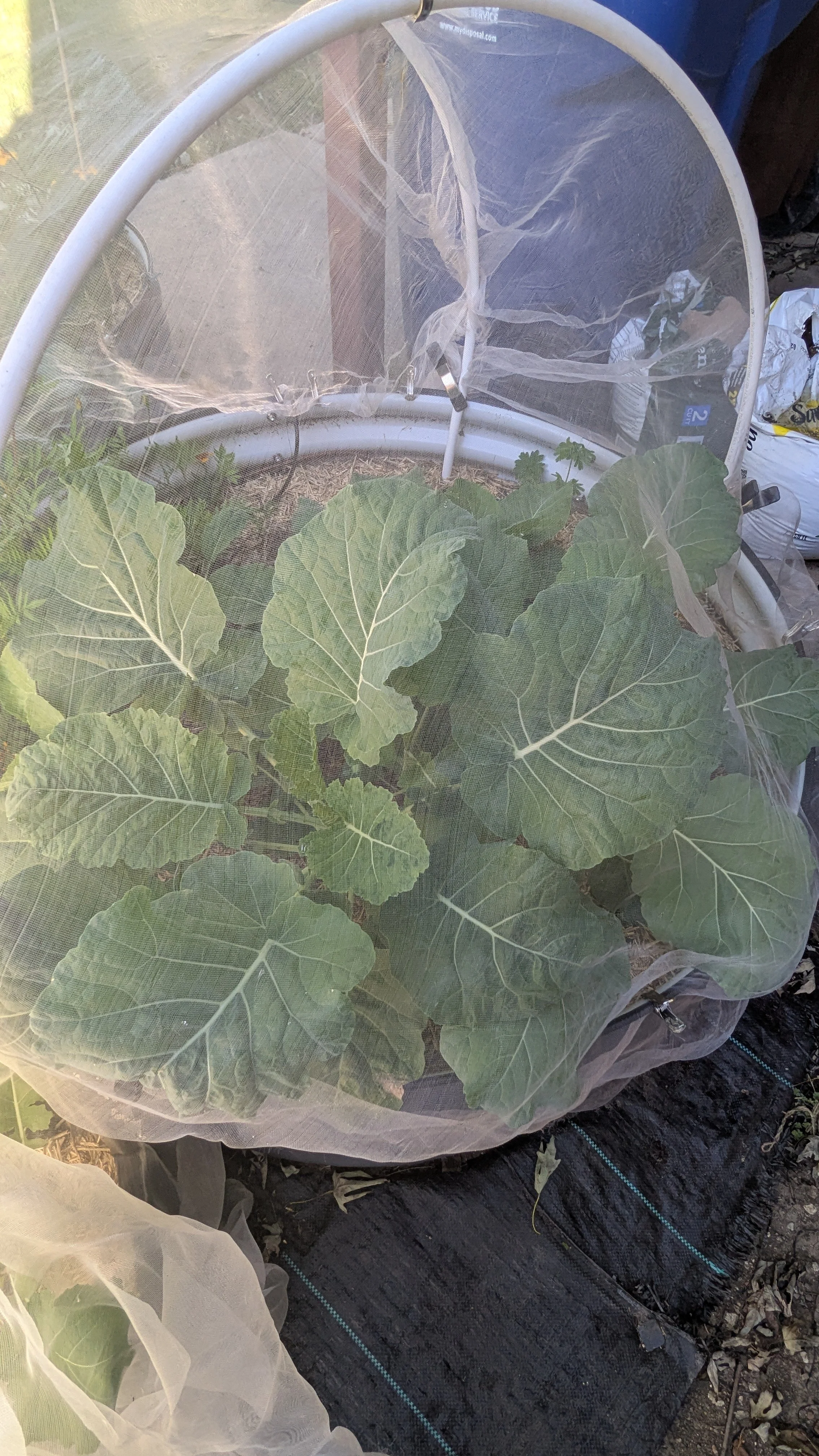 Collards and Cabbage