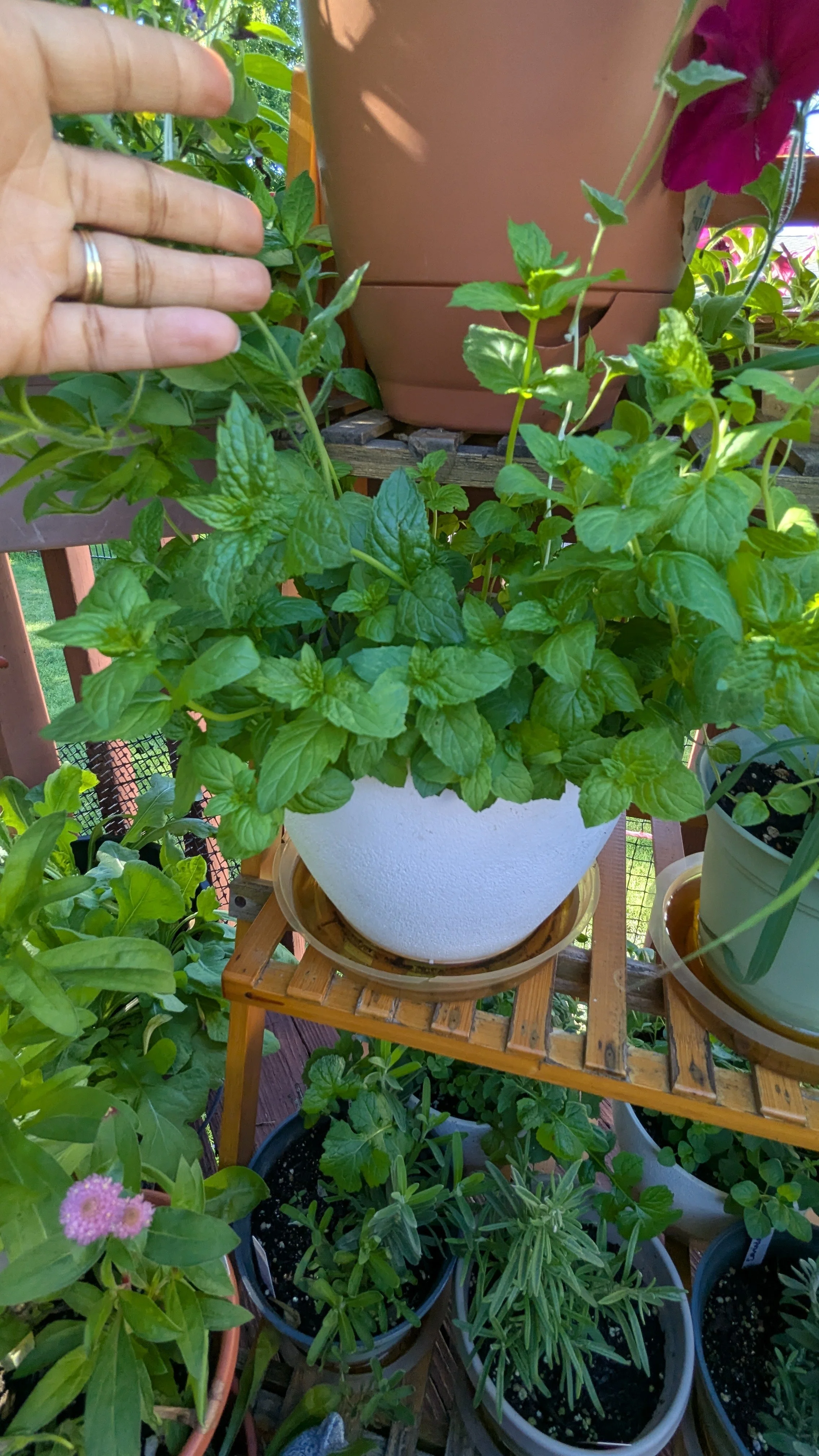 Peppermint