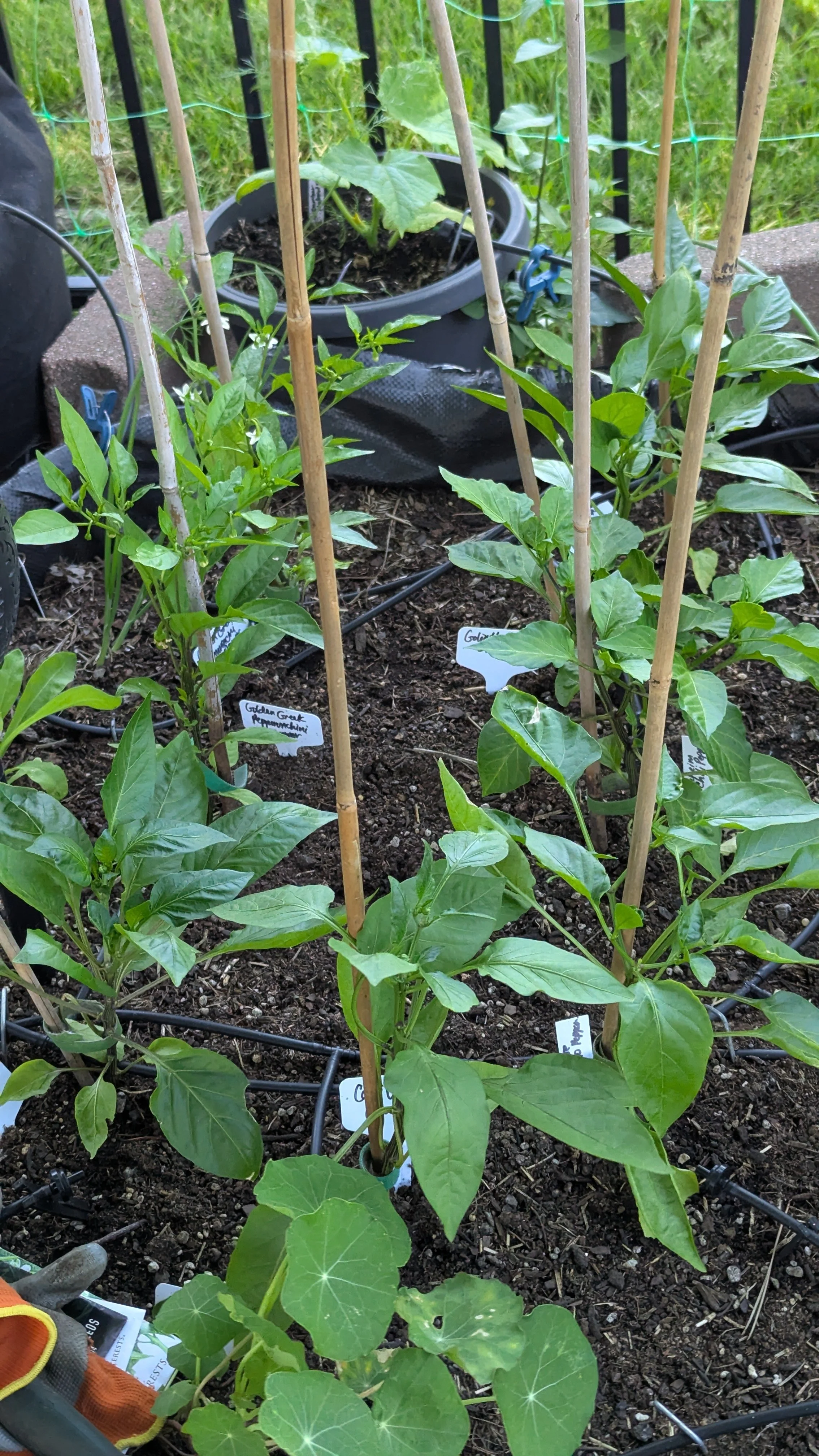 Variety of Pepper Plants in Raised Garden Bed
