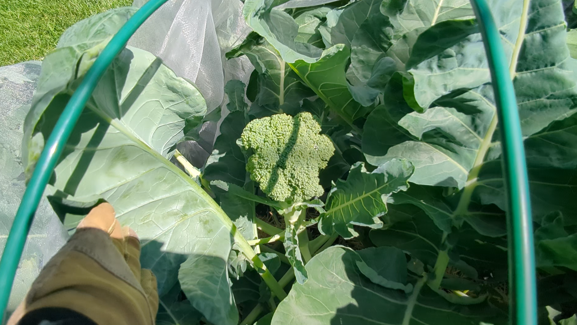 Broccoli (Gyspy & Green Magic)