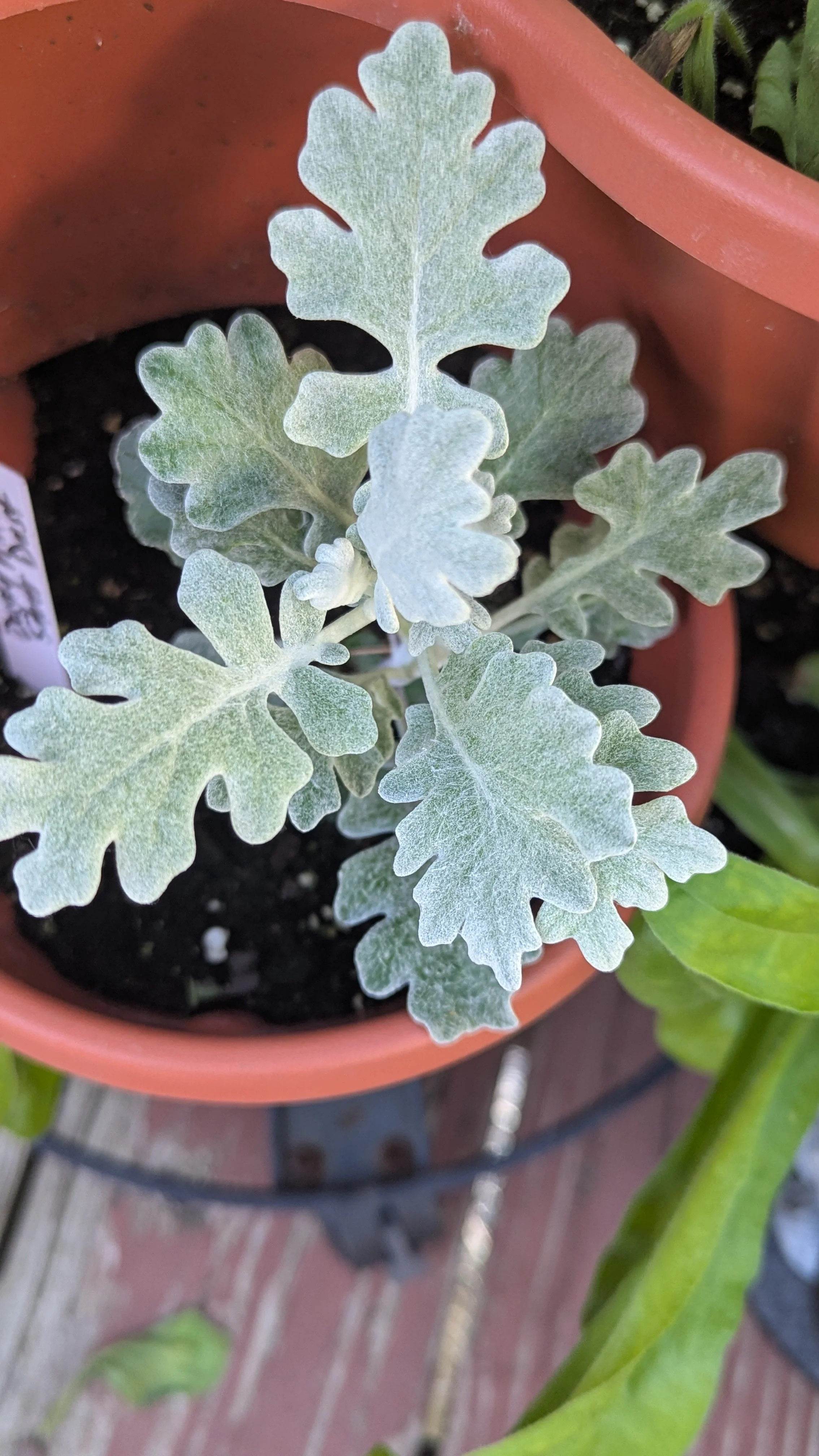 Dusty Miller Silver Dust
