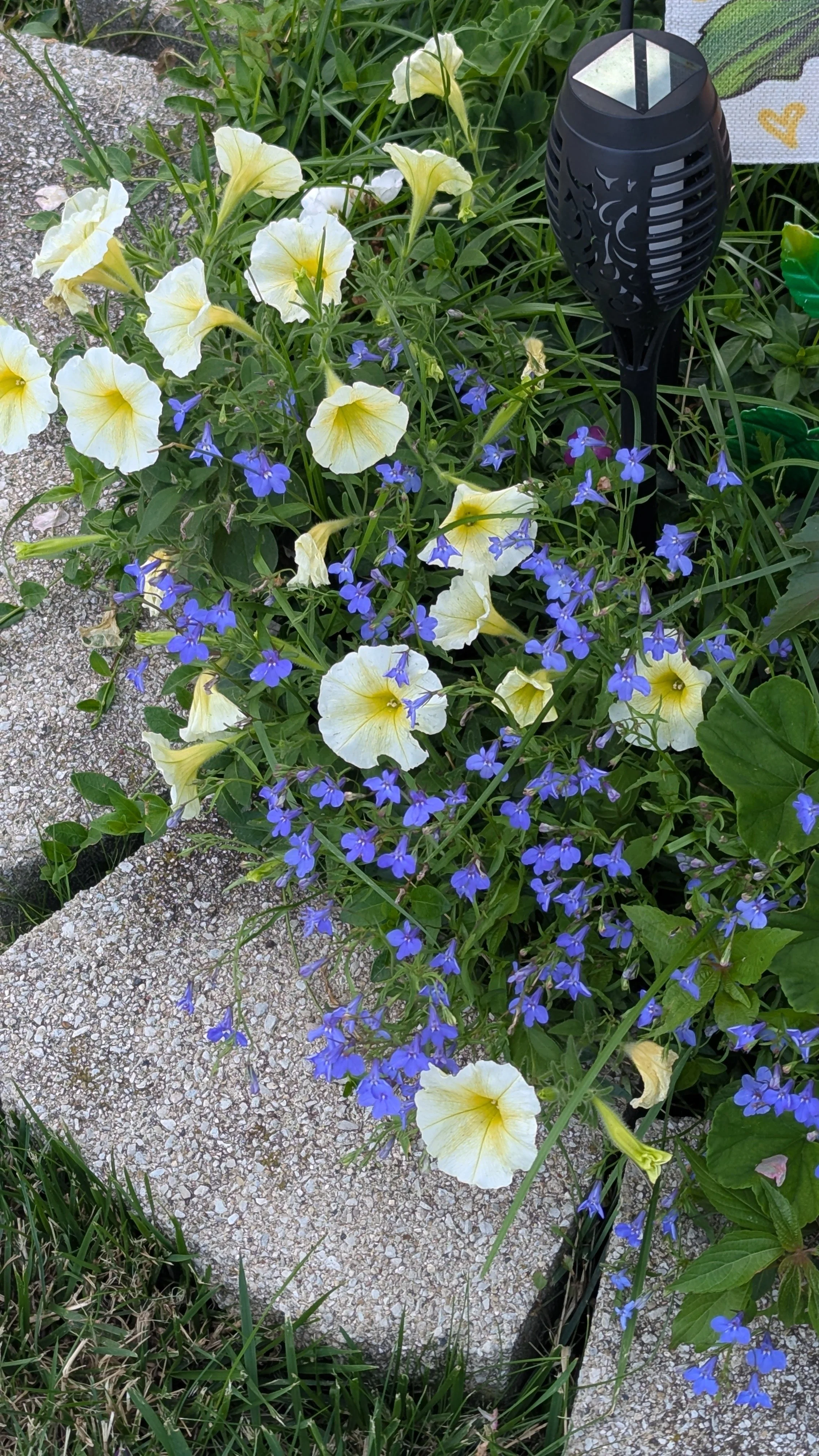 Yellow Petunias & Lobelia
