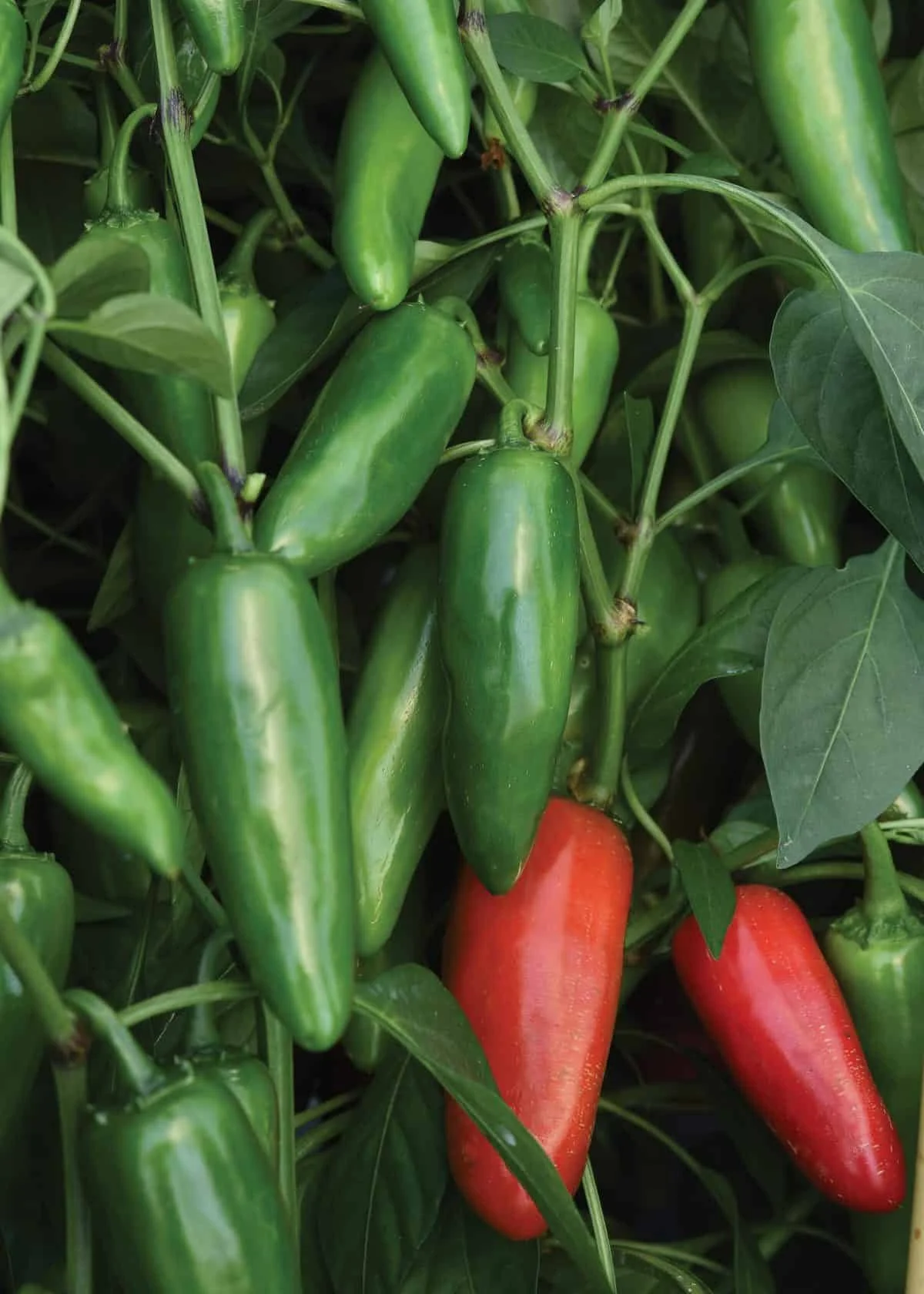 Pot-a-peno Pepper (45-65 Days to Maturity)