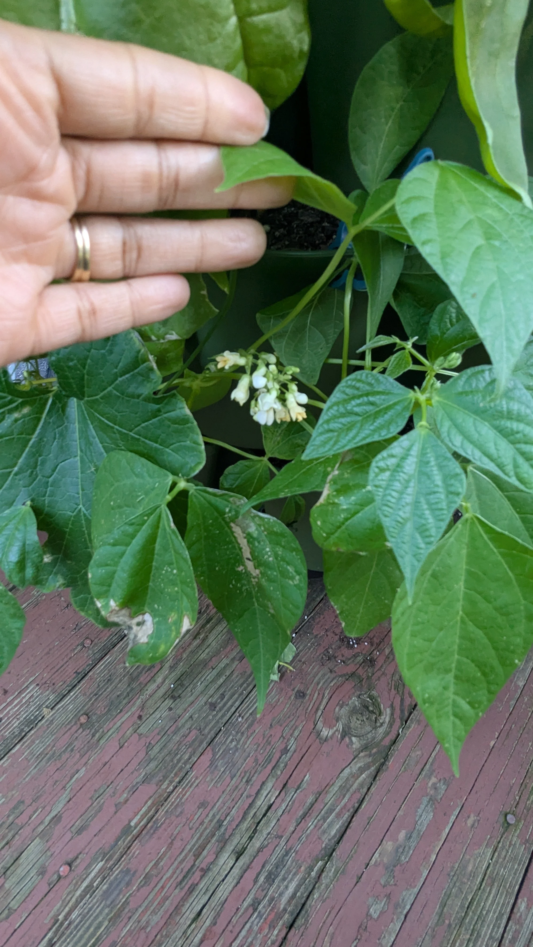 Gold Rush Bush Beans