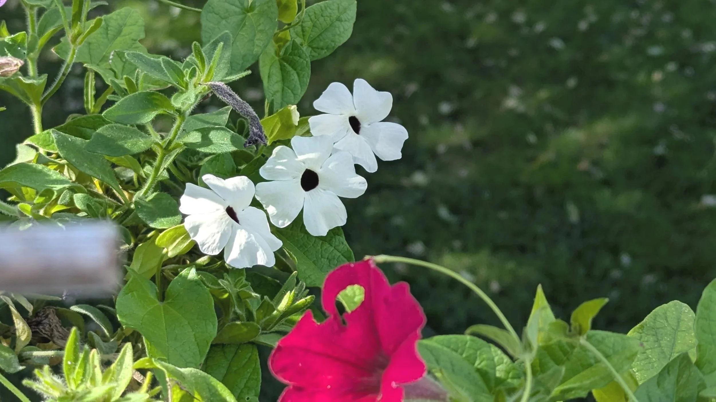 White Black Eyed Susan Blooms