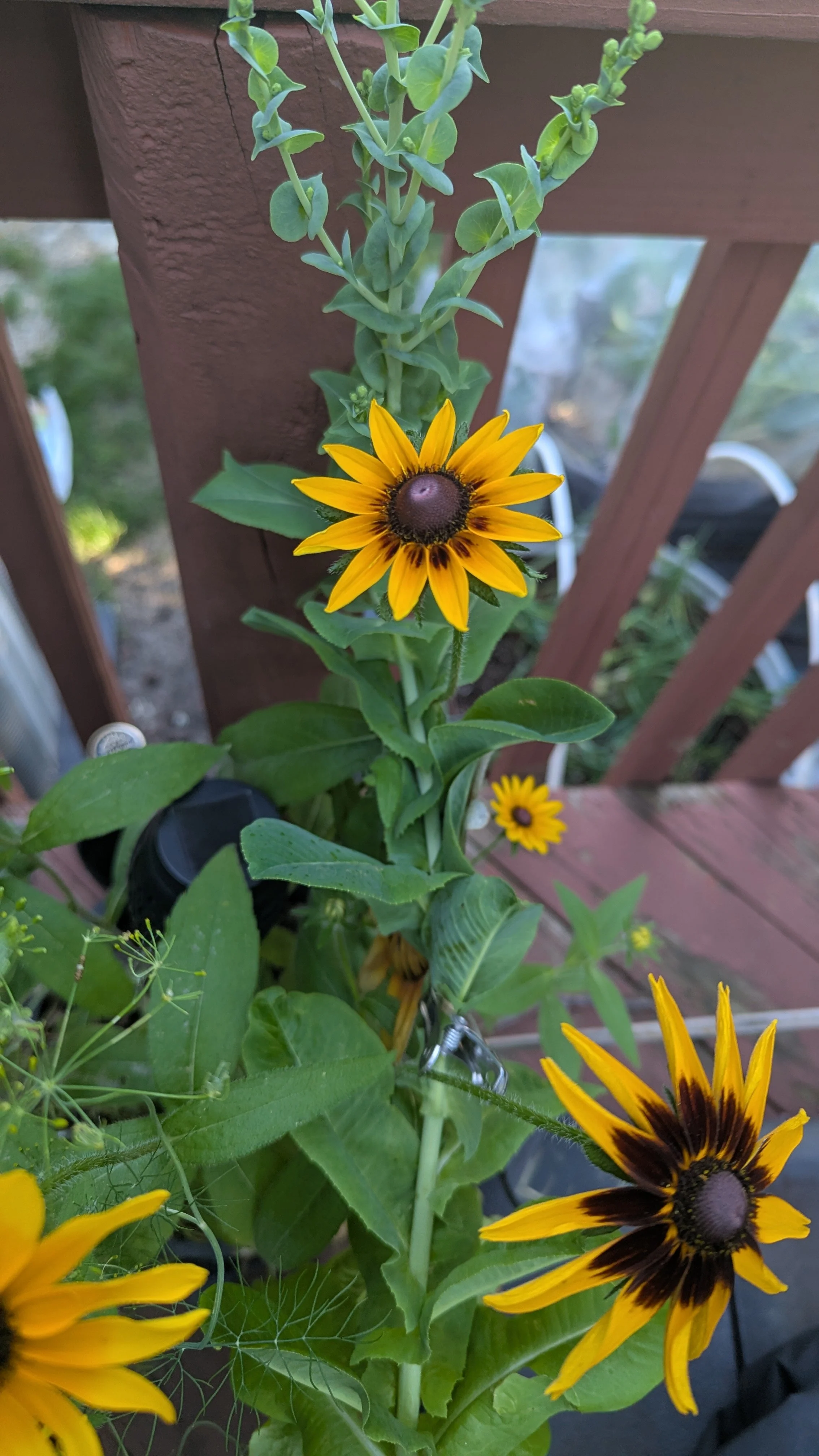 Rudbeckia