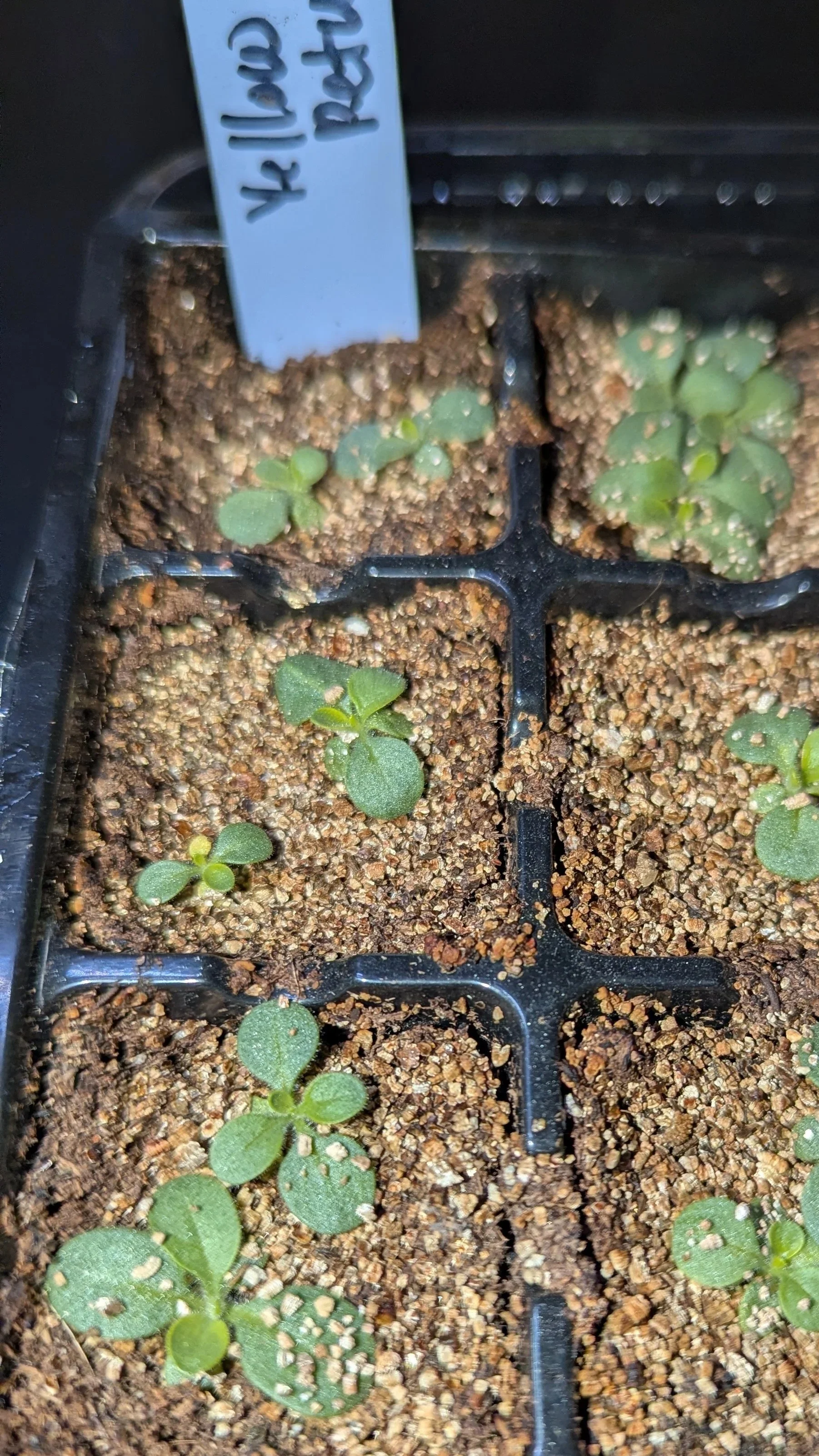 Easy Wave Yellow petunia seedling in February.