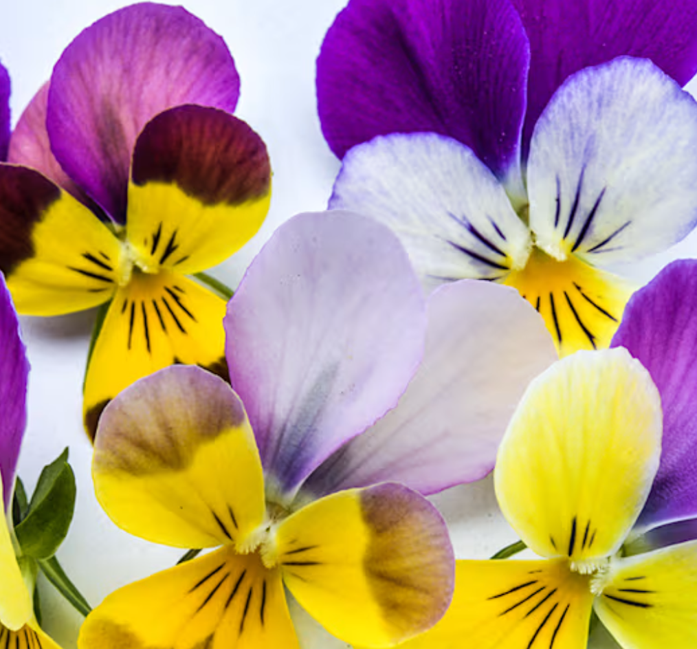 Pansy: Pansies are the tough cookies of the flower world. Since they actually prefer cooler weather, I start them now so they are mature enough to go outside while there’s still a crisp bite in the air. There is nothing quite like seeing their "smili