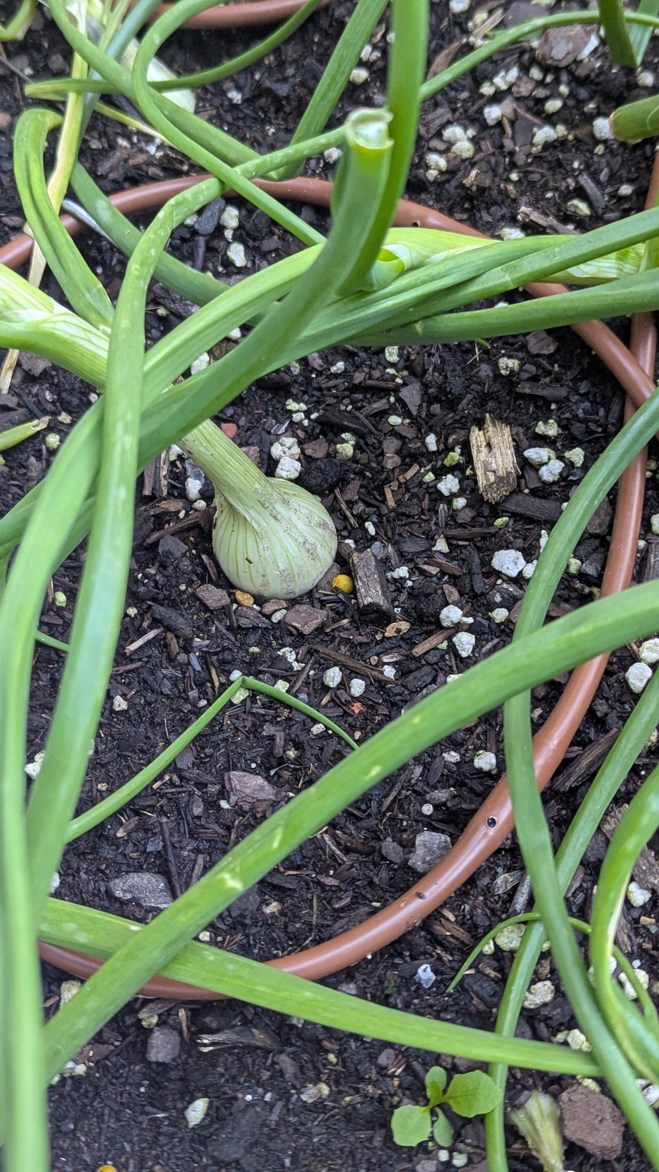 Onions (Sierra Blanca & Walla Walla)