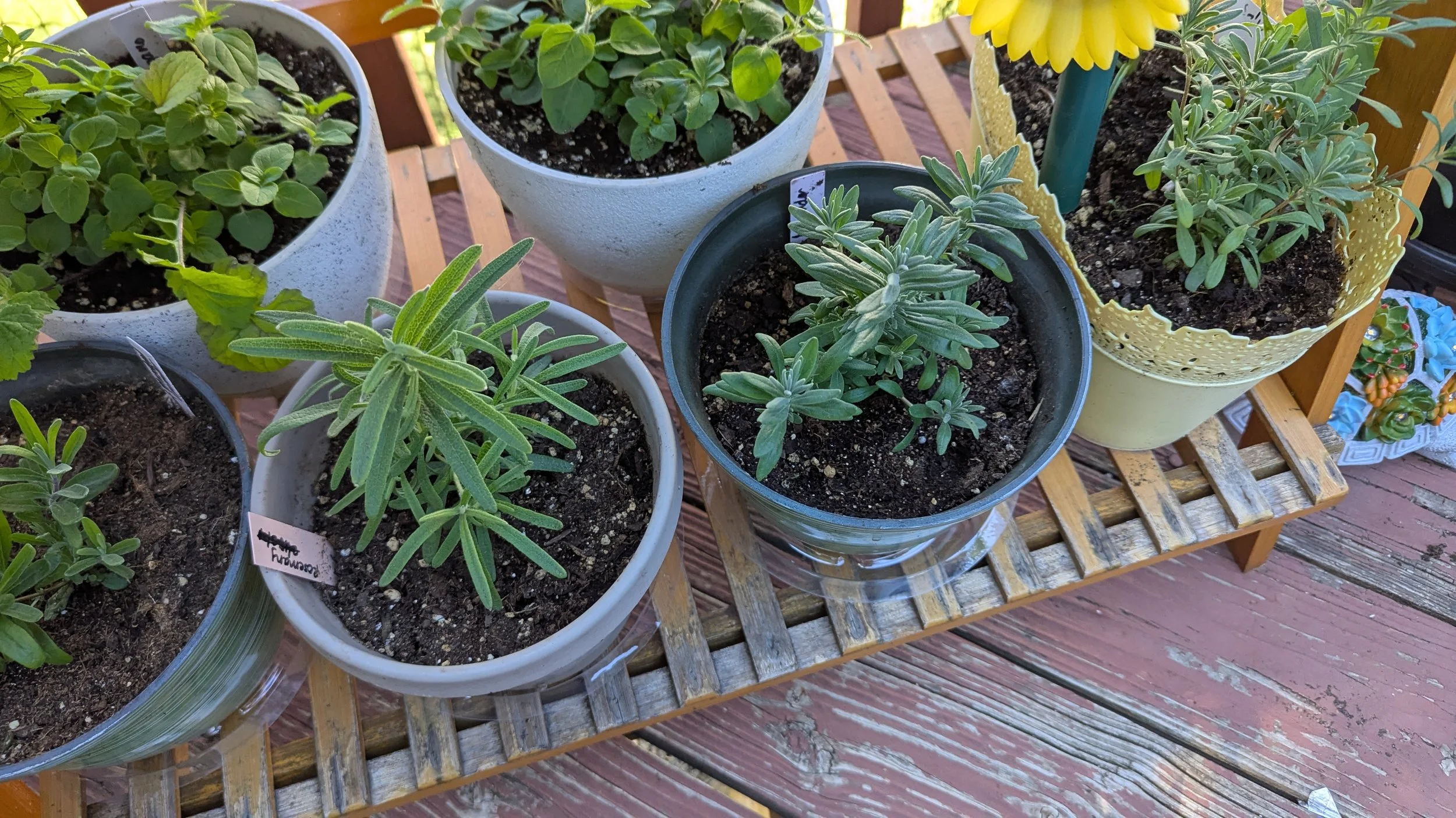 Various Herbs (Lavender, Rosemary, Oregano)