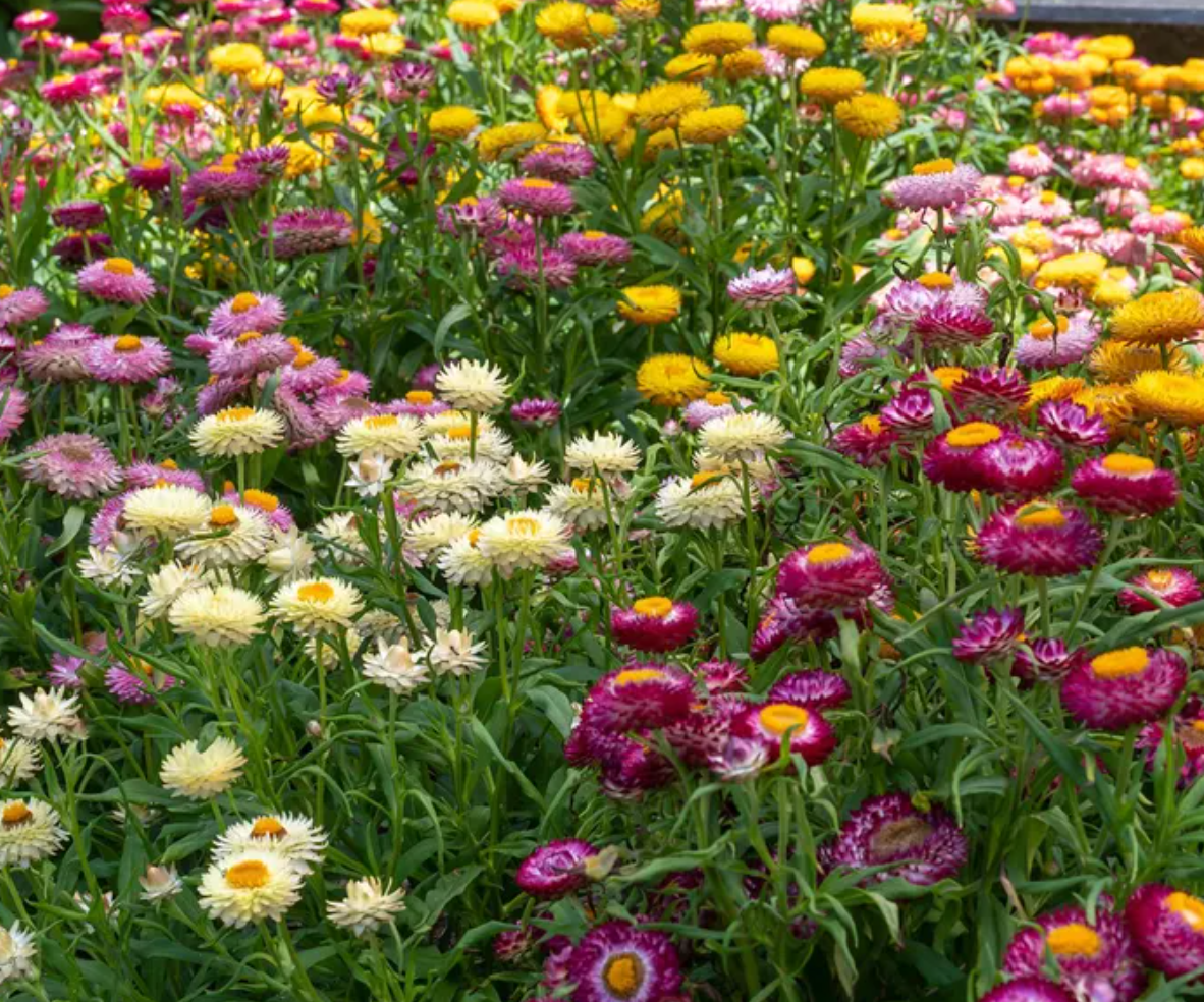 Strawflowers: For anyone who loves floral design or DIY wreaths, Strawflowers are the gold standard. These aren't your typical soft-petaled blooms—they are sturdy, textured, and totally unique. I'm starting them under the lights in March to give them