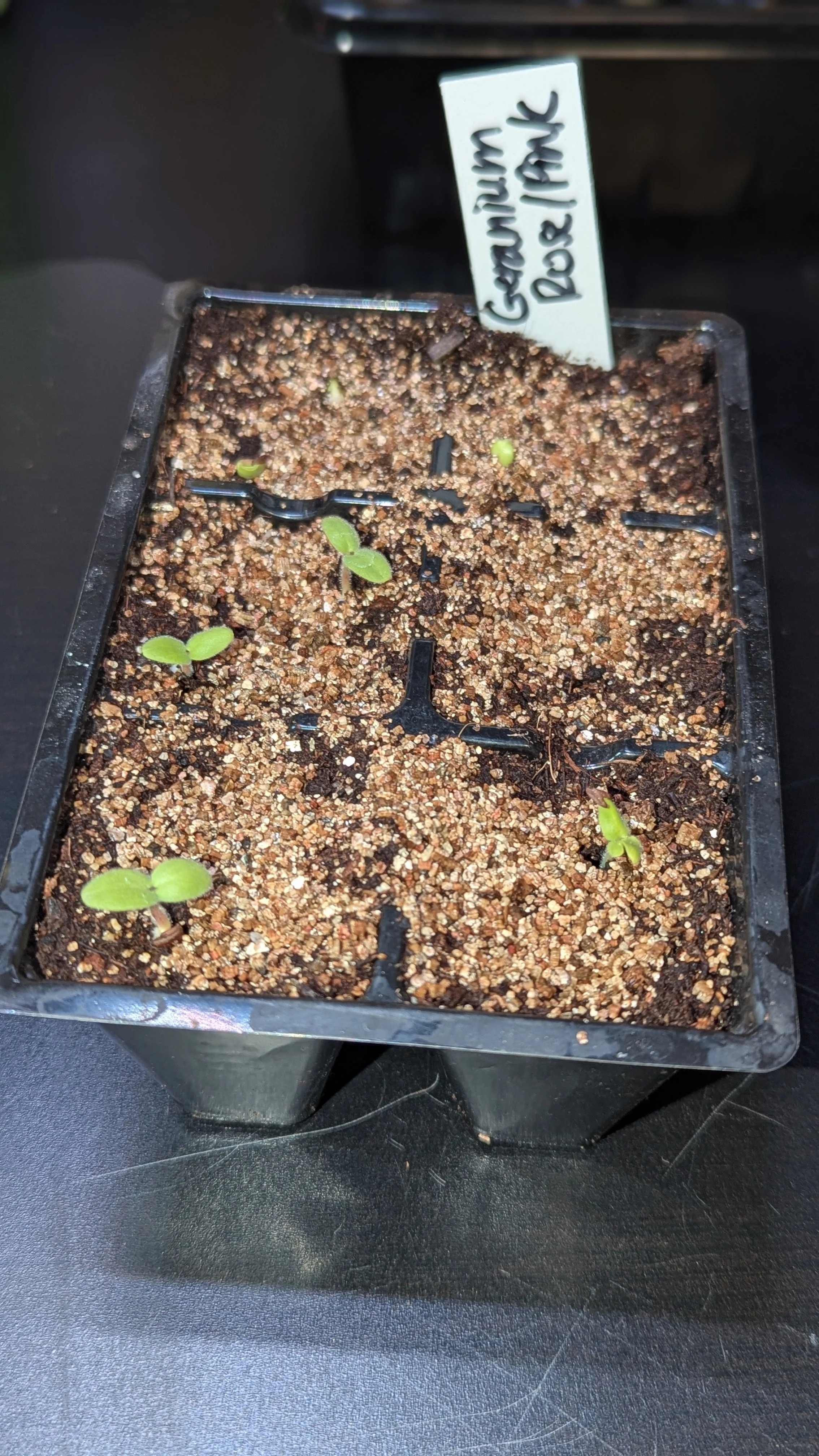 Plastic black tray with sprouted geranium seedlings.