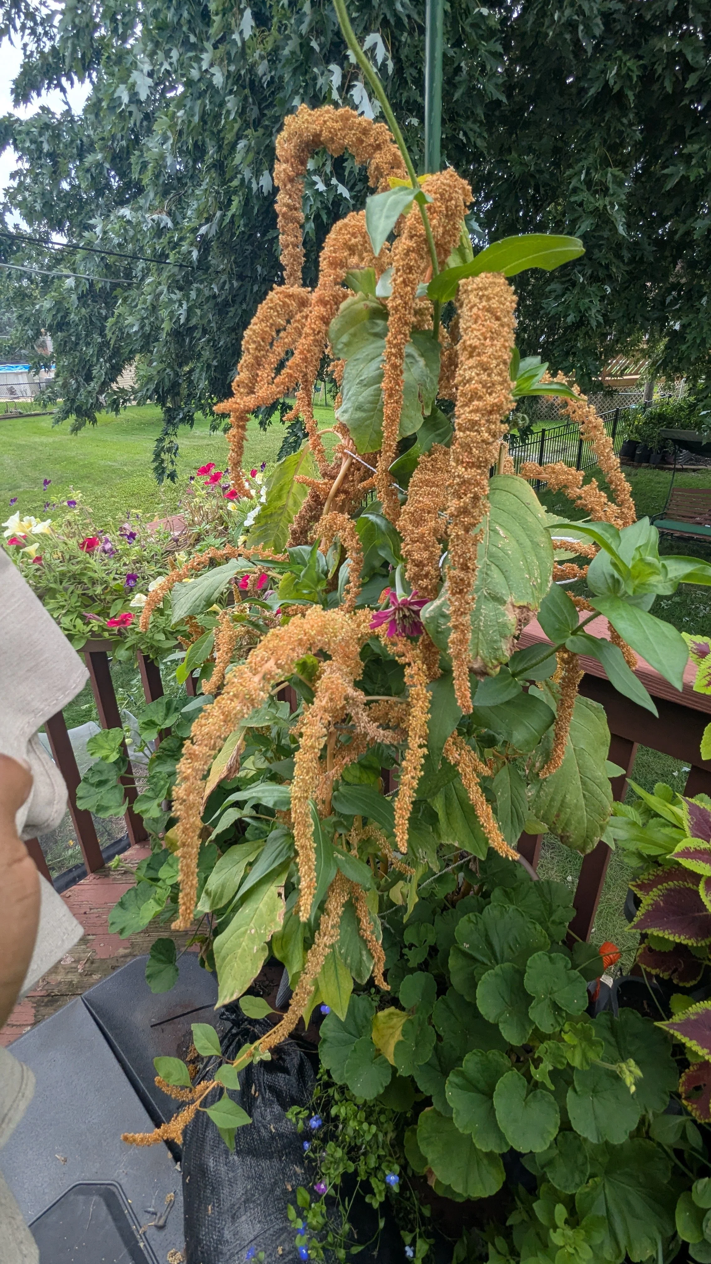 Amaranth Hot Biscuits