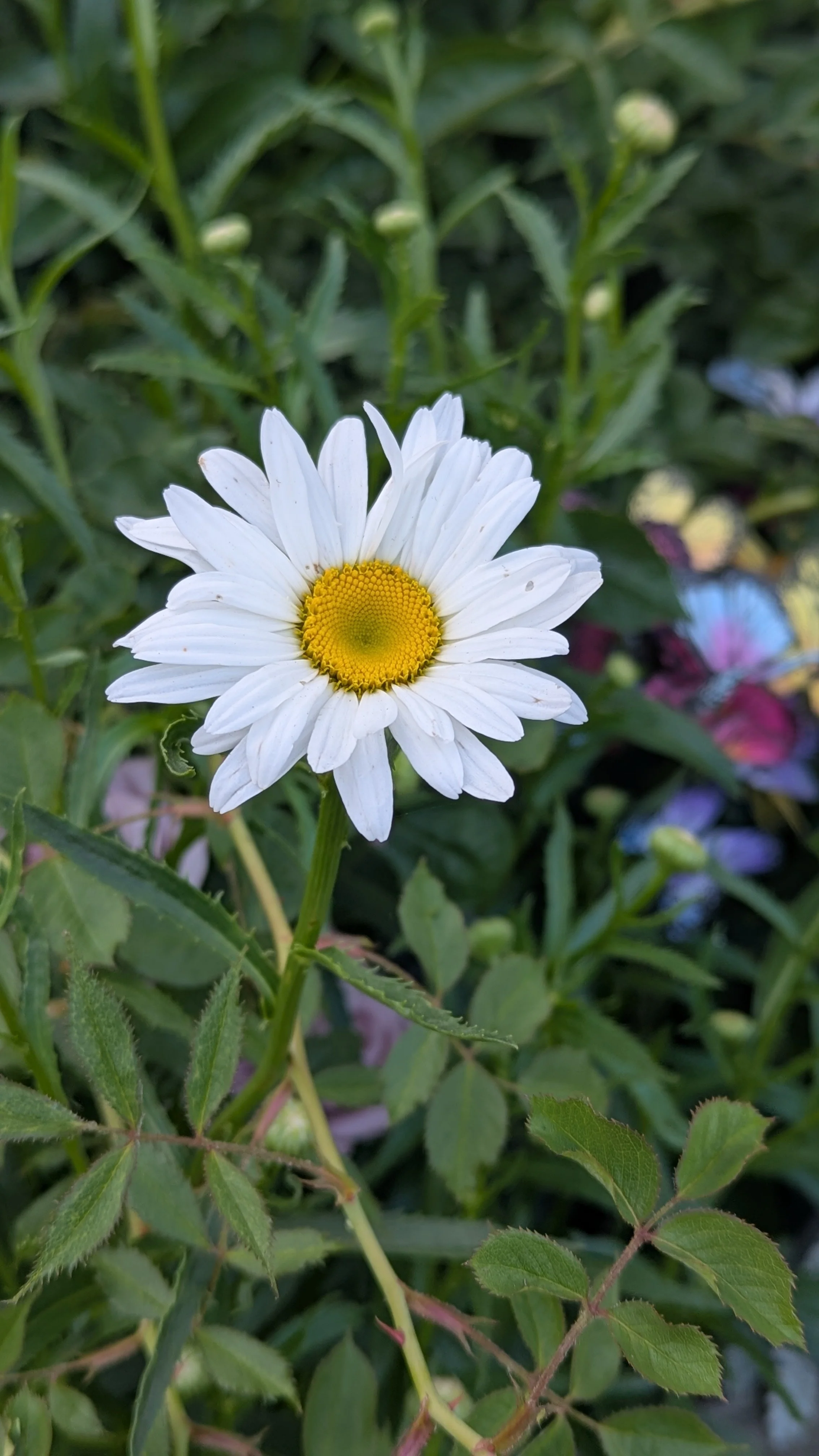 Shasta Daisy