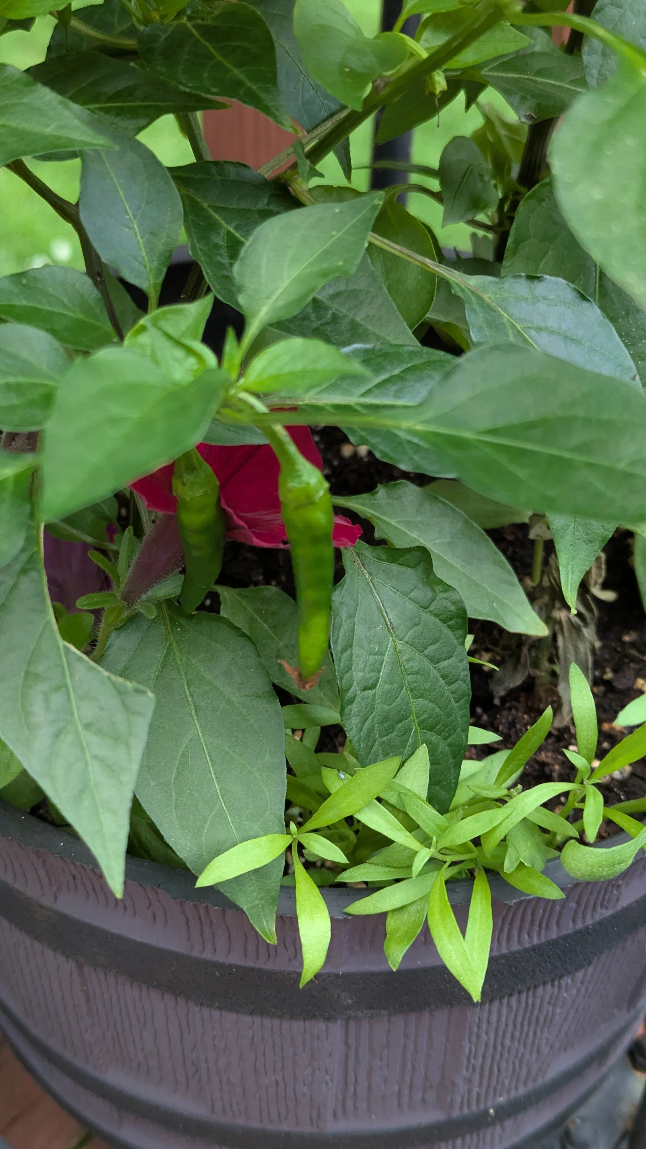 Cayenne Long Peppers