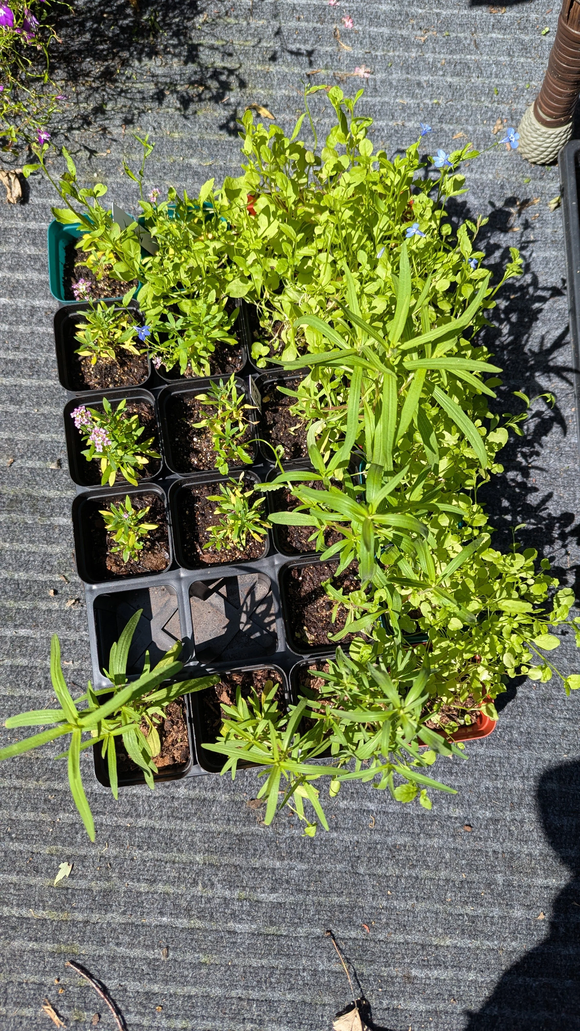 Tray of Succession Flowers (Compact Zinnias, Lobelia, Sweet Alyssum)