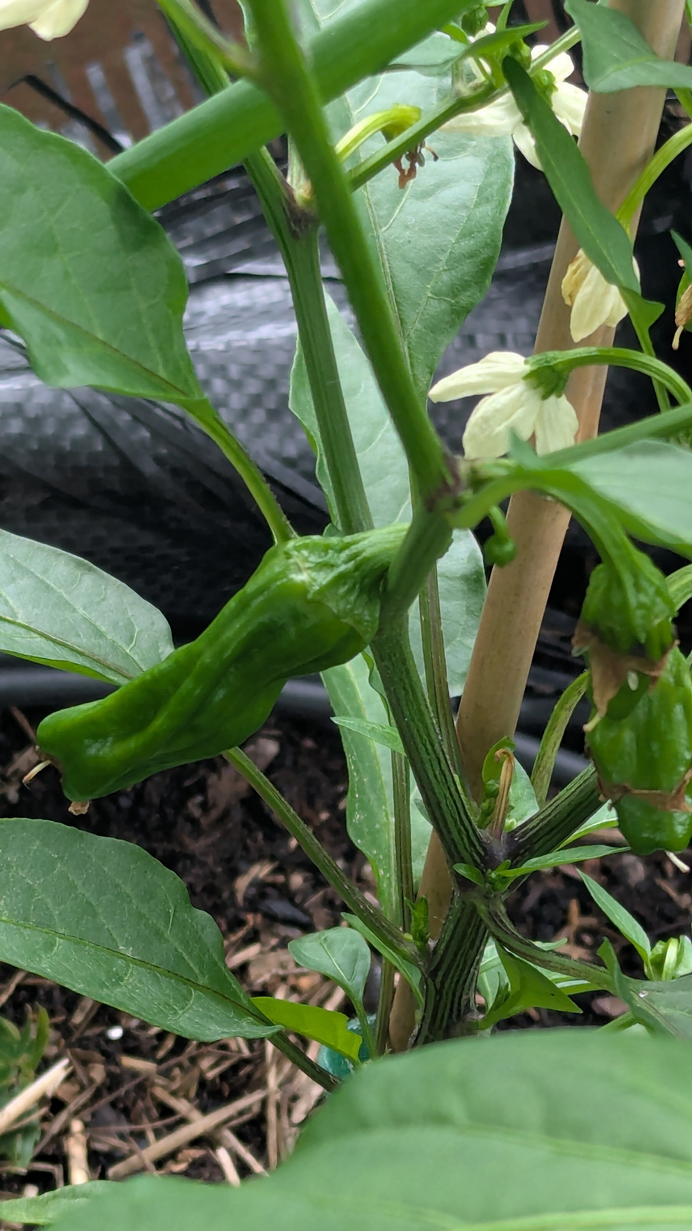 Small plant in a garden bed with white flowers and small green peppers hanging from a branch.
